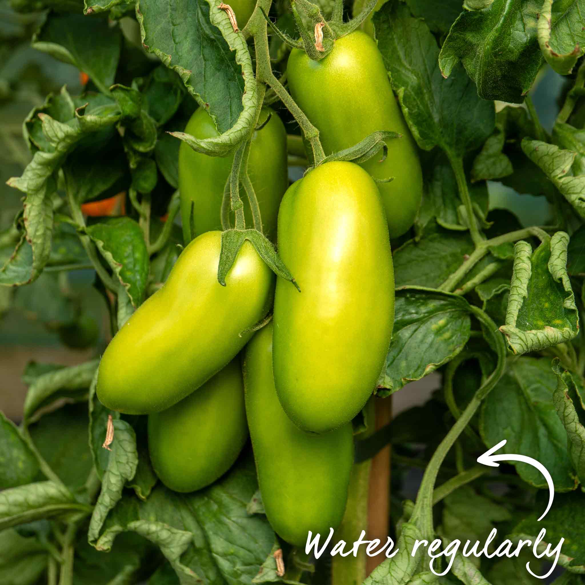 Grafted Cordon Tomato 'Pozzano' - Image 12