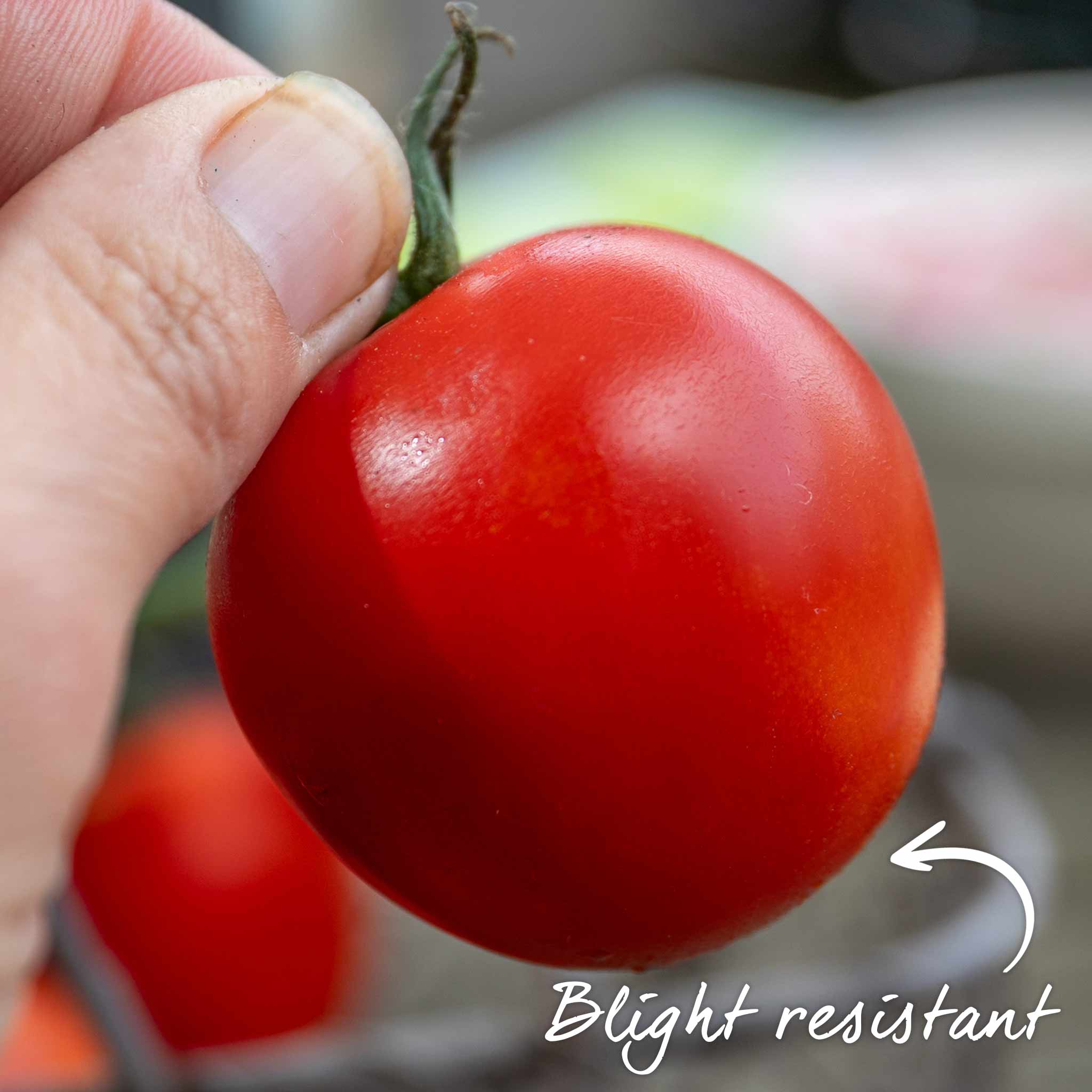 Grafted Cordon Tomato 'Resibella' - Image 4