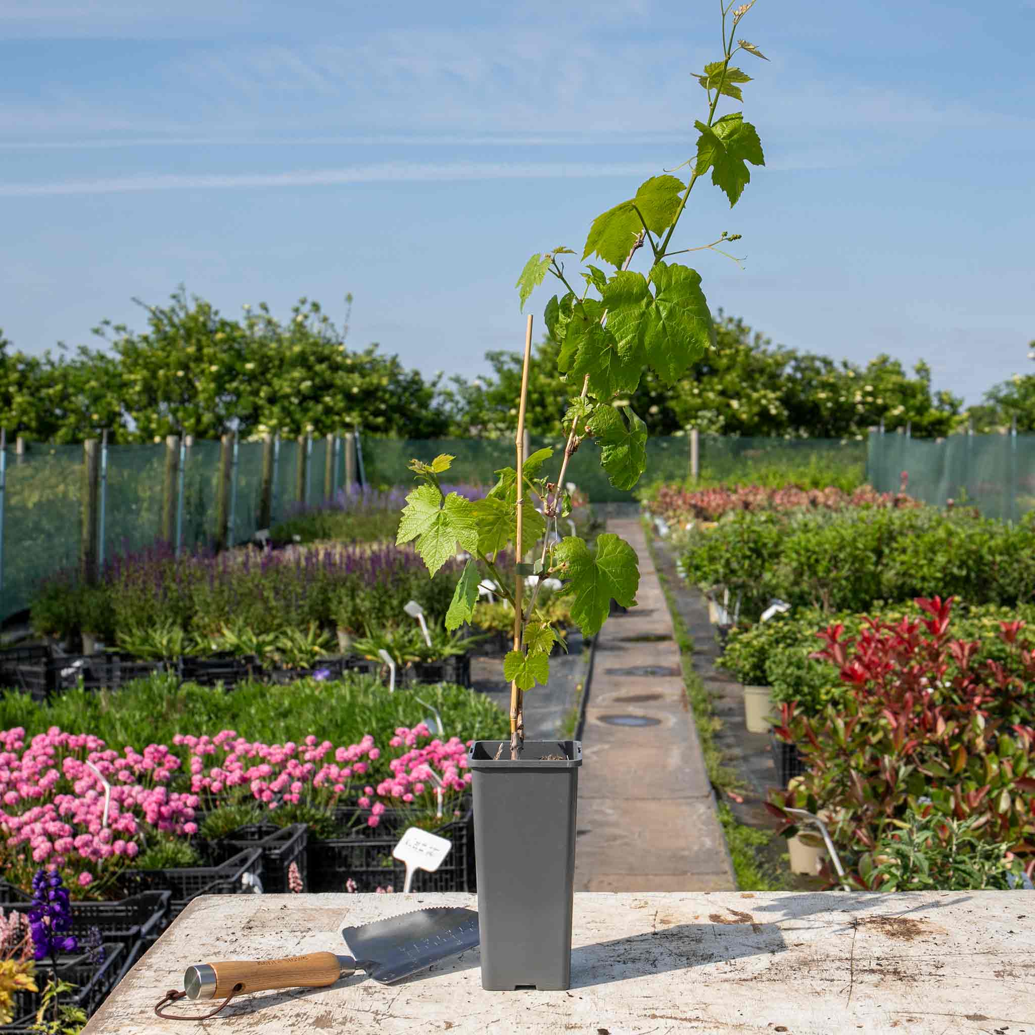 Grape Vine 'Boskoop Glory' - Image 2