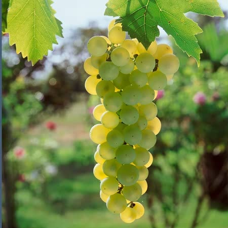 Grape Vine 'Golden Champion'