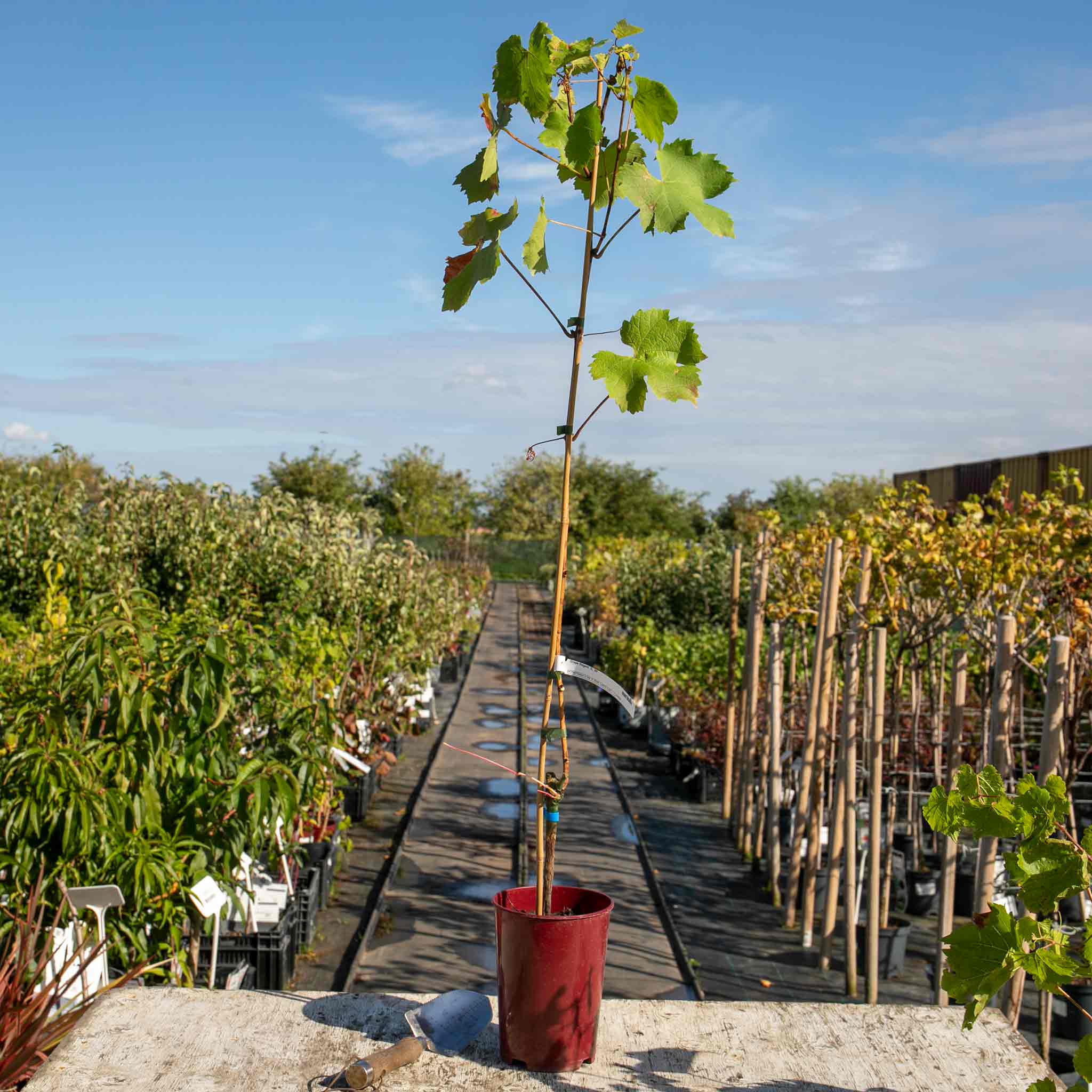 Grape Vine 'Regent' - Image 2