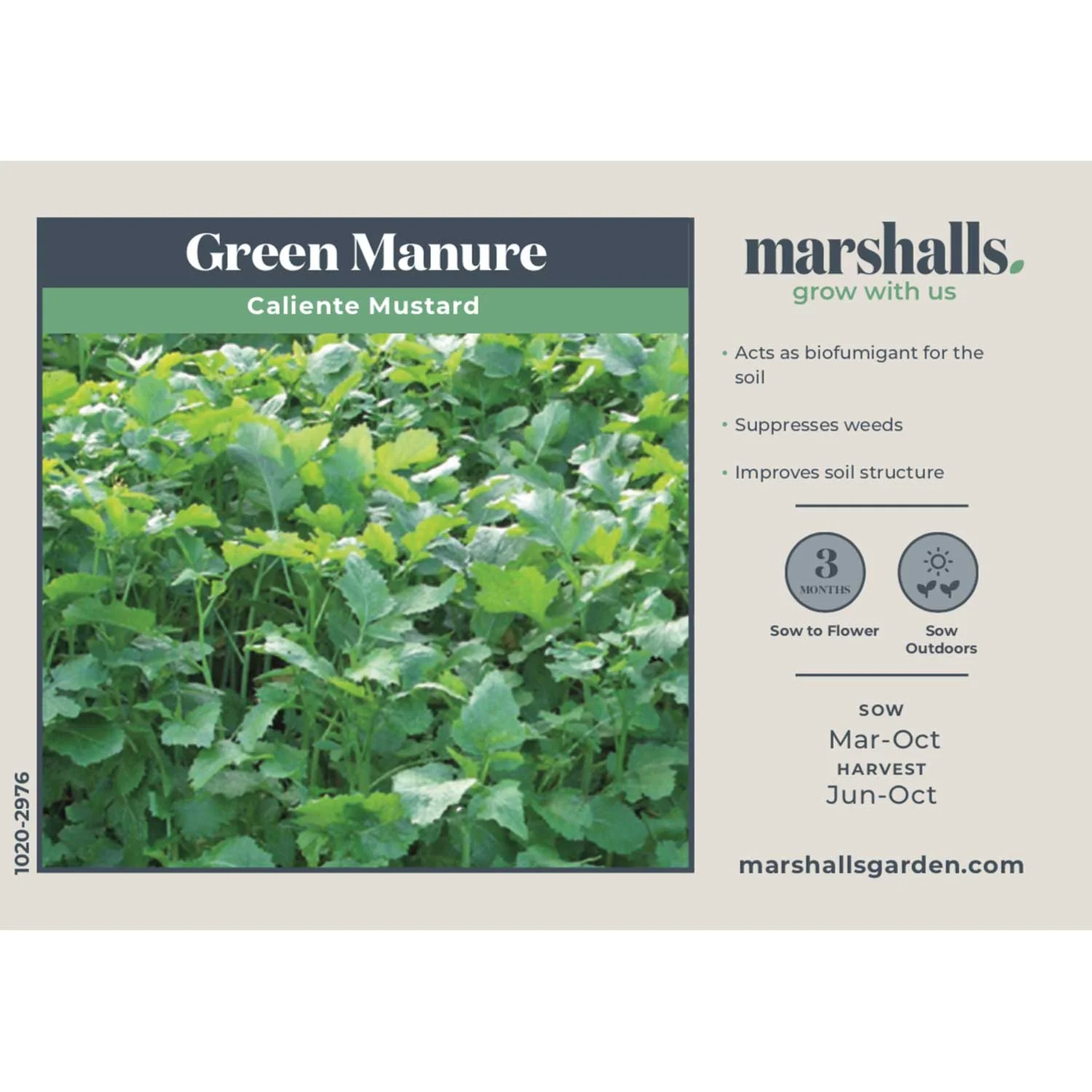 Green Manure Seeds 'Caliente Mustard' - Image 4