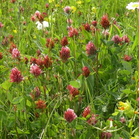 Green Manure Seeds 'Red Clover' - Image 2