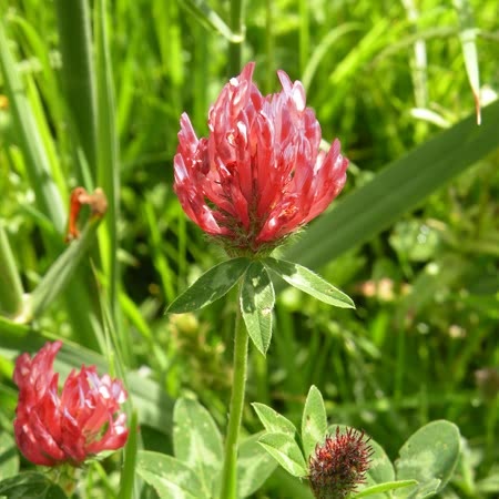 Green Manure Seeds 'Red Clover' - Image 3