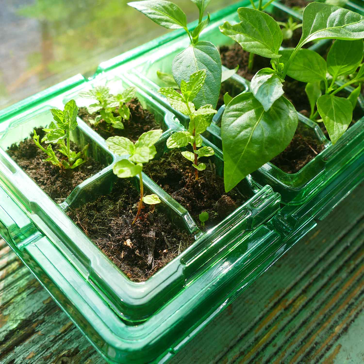 Gro-Sure Visiroot Windowsill Propagator Set Twin Pack - Image 3
