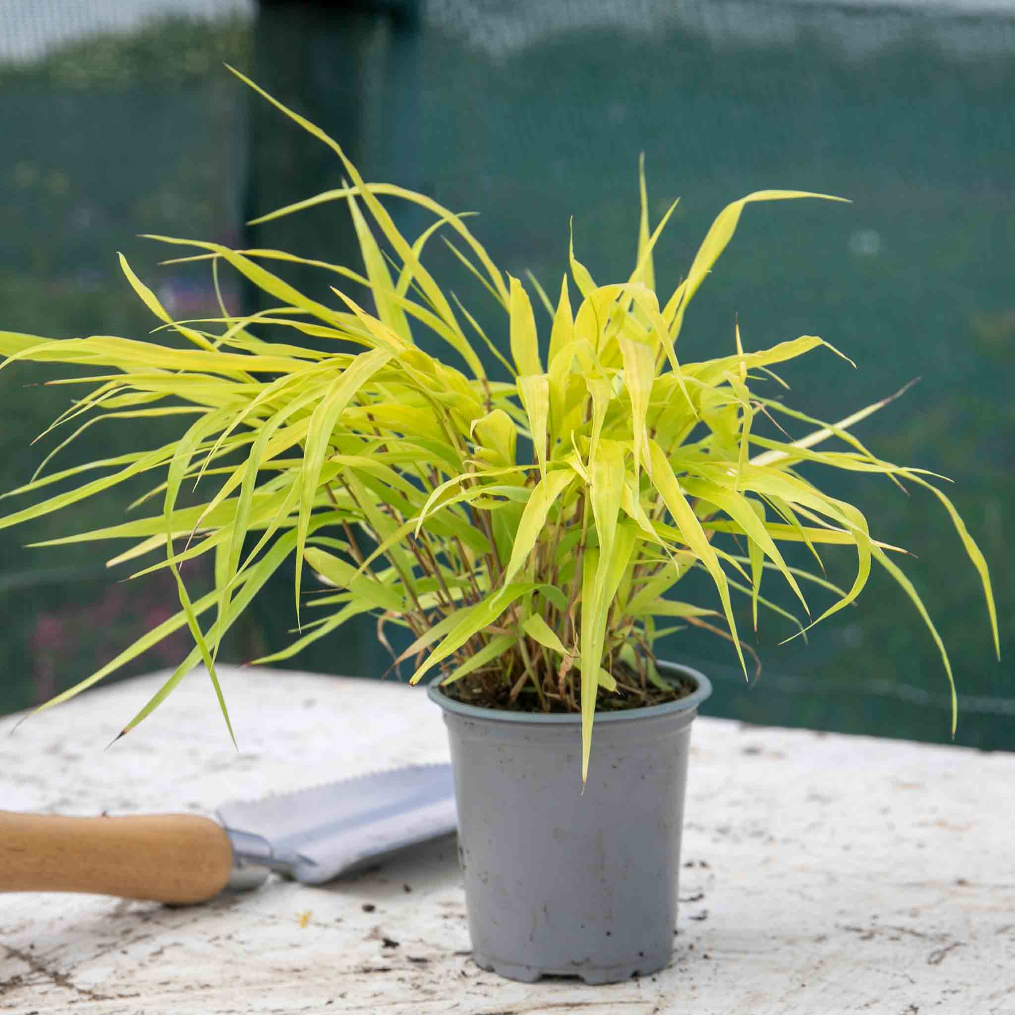 Hakonechloa 'Sunflare' - Image 5