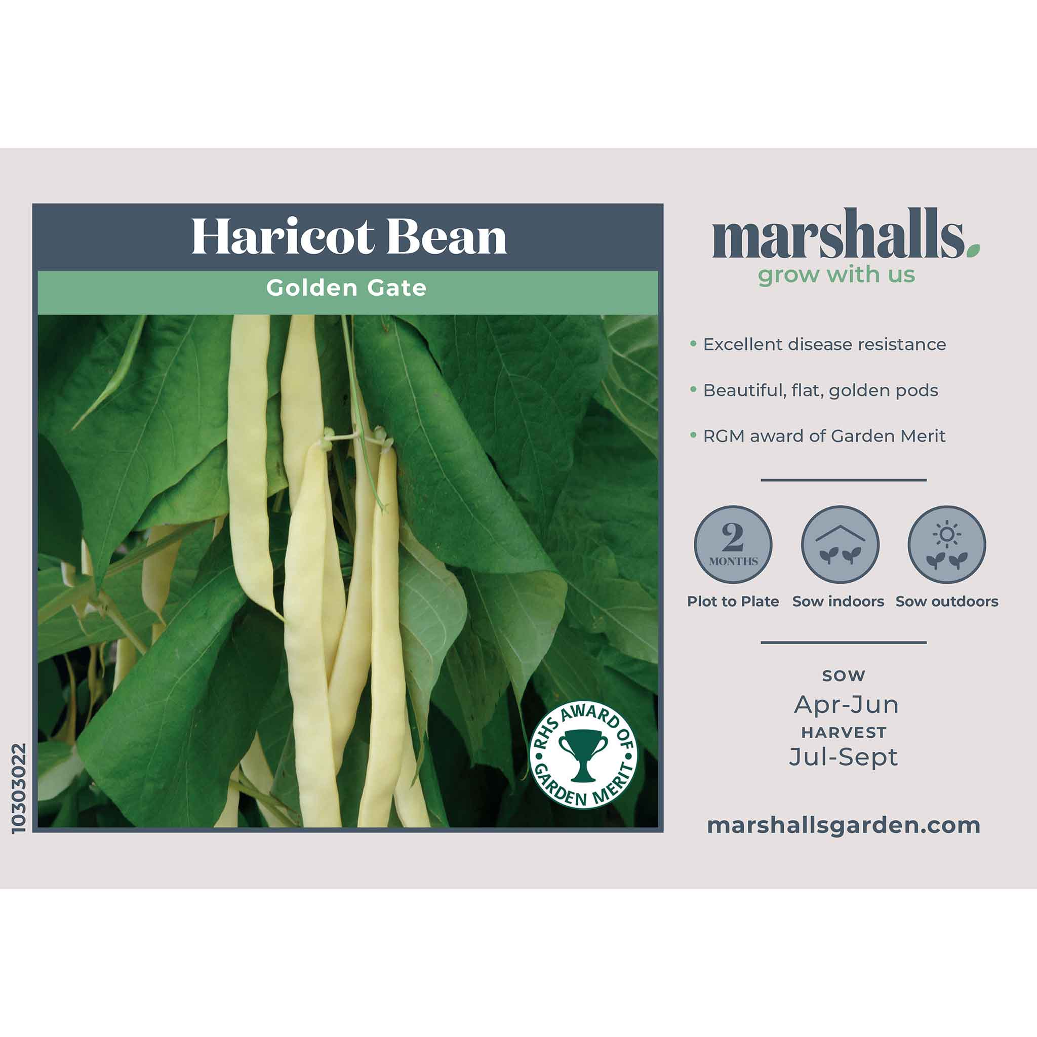 Haricot Bean Seeds 'Golden Gate' - Image 2
