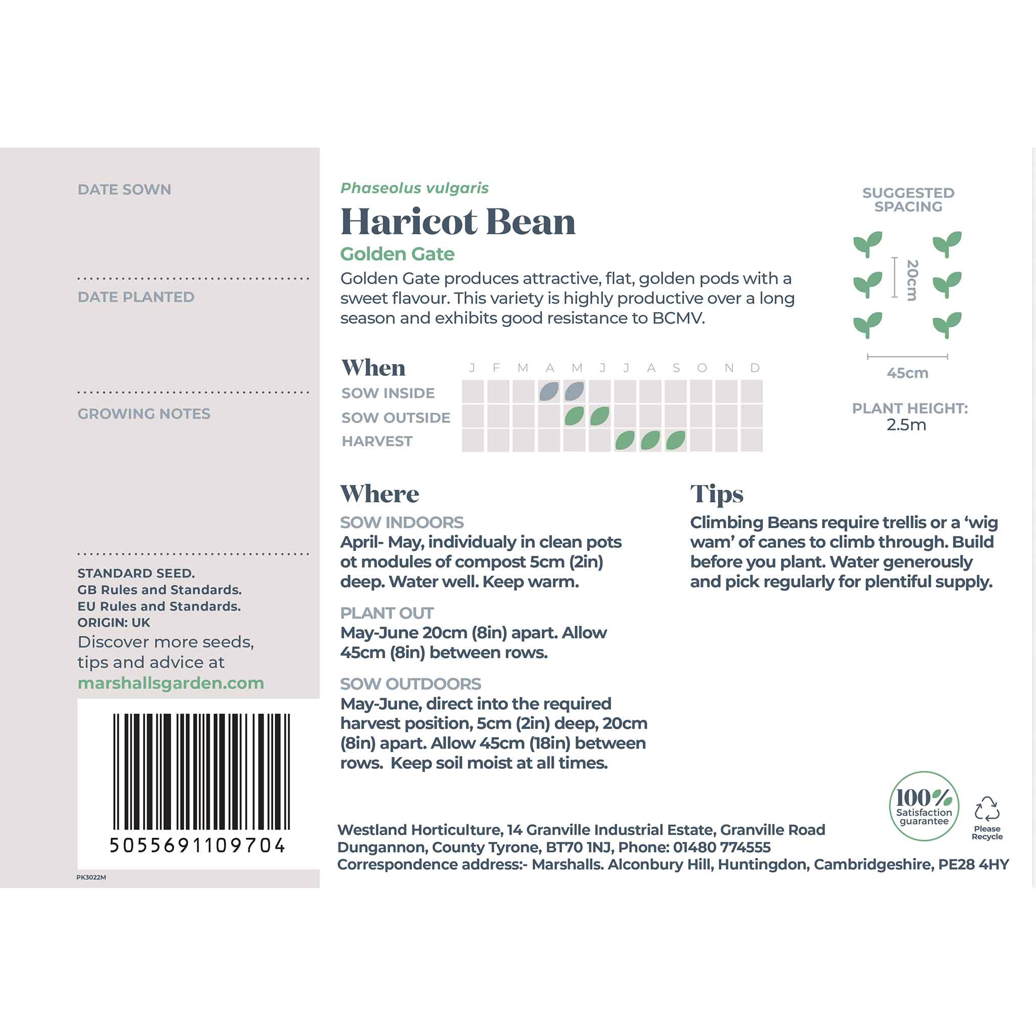Haricot Bean Seeds 'Golden Gate' - Image 3