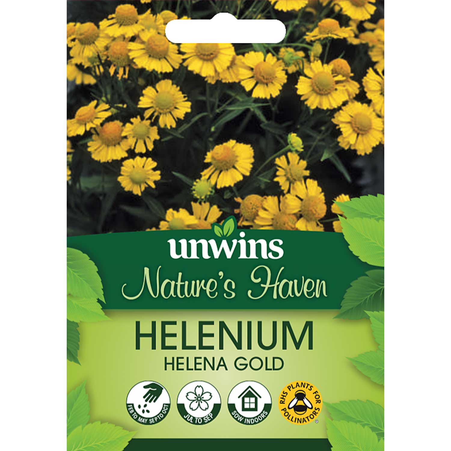 Helenium Seeds 'Helena Gold' - Image 2