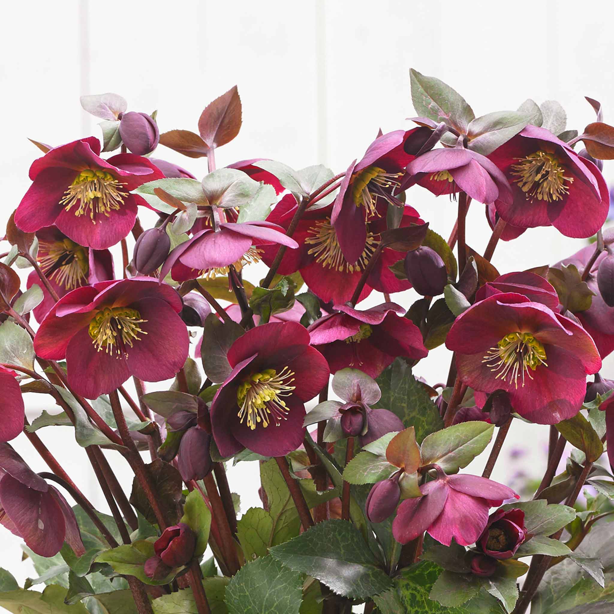 Hellebore Collection - Image 6