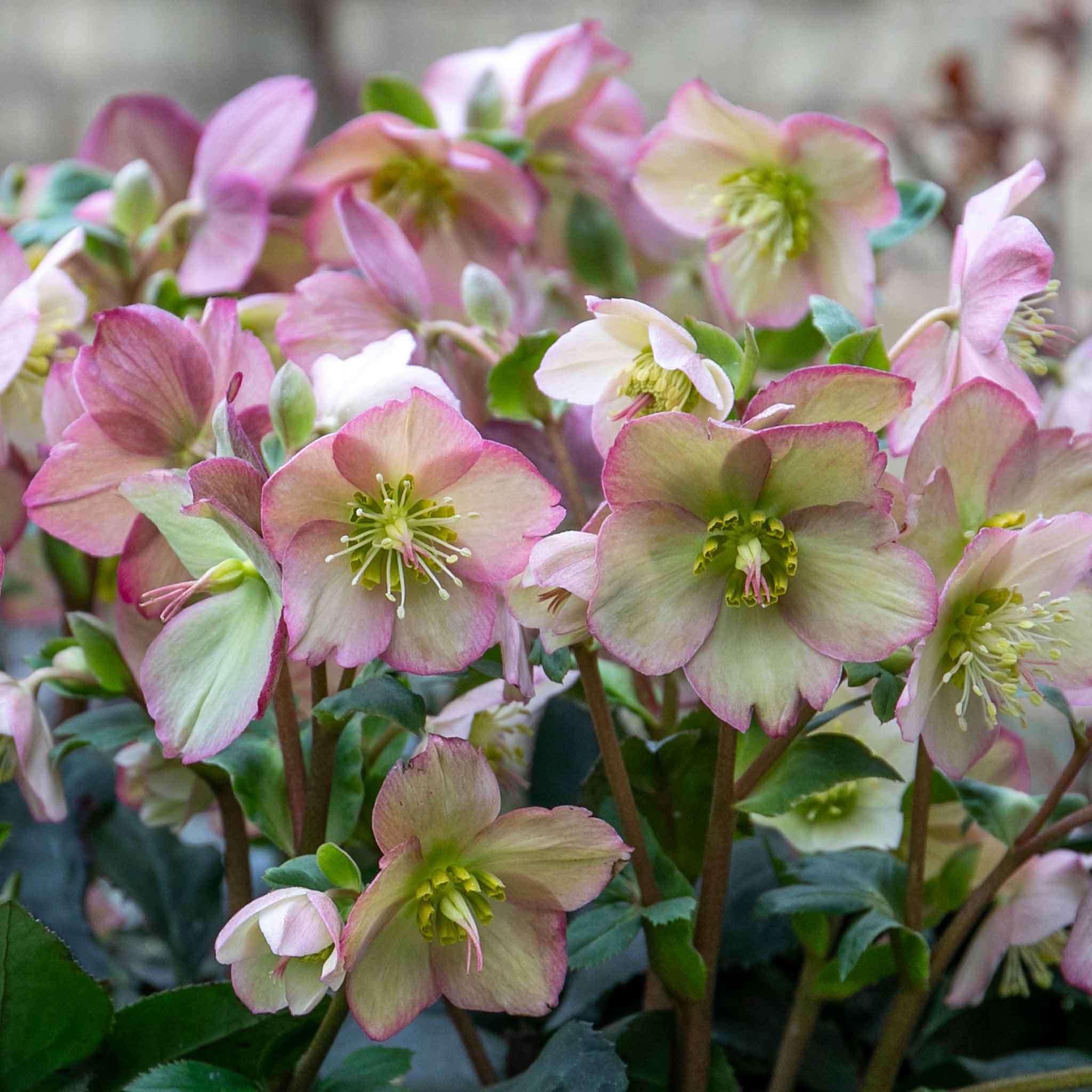 Hellebore Collection - Image 7