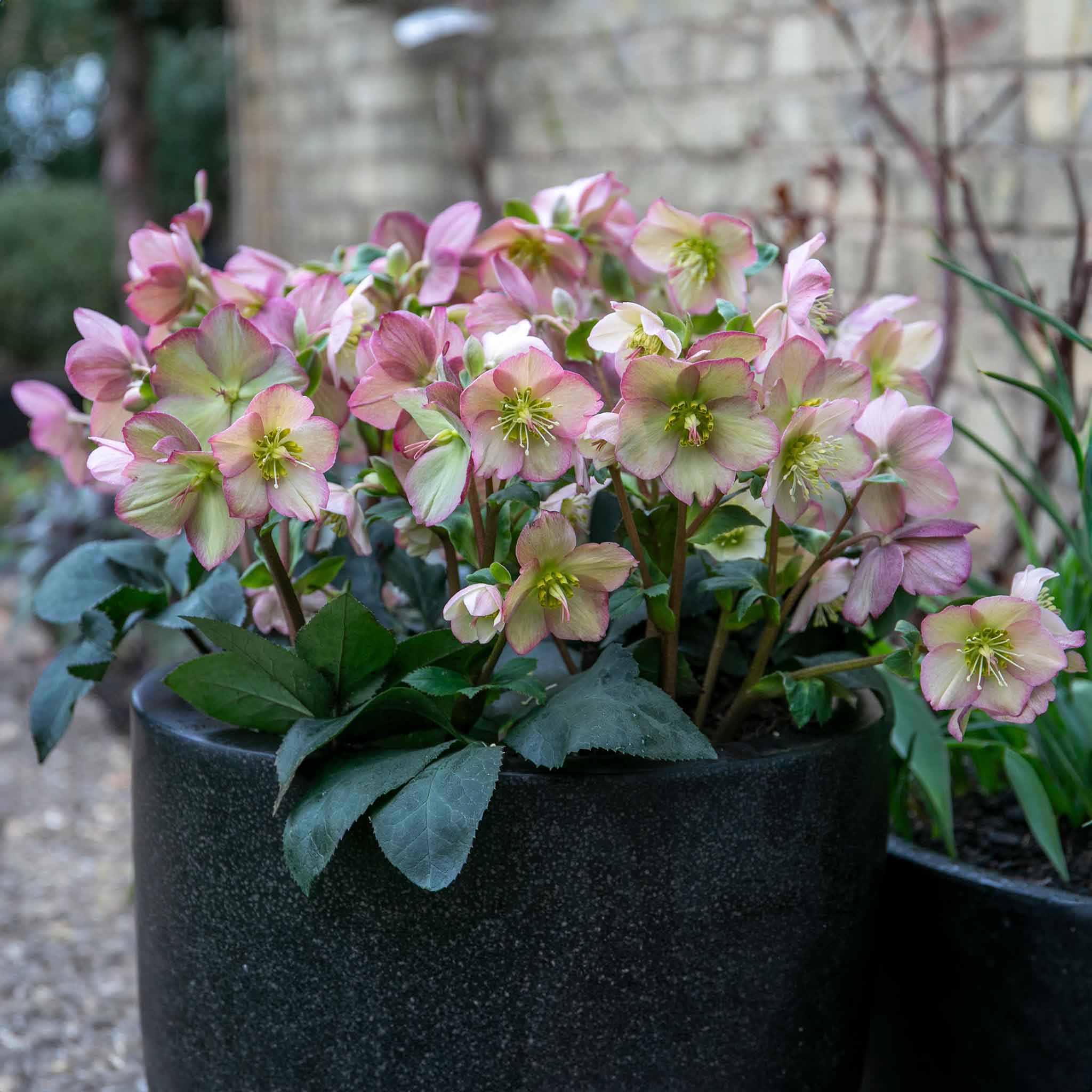 Helleborus 'Ice 'N' Roses Rose' - Image 4