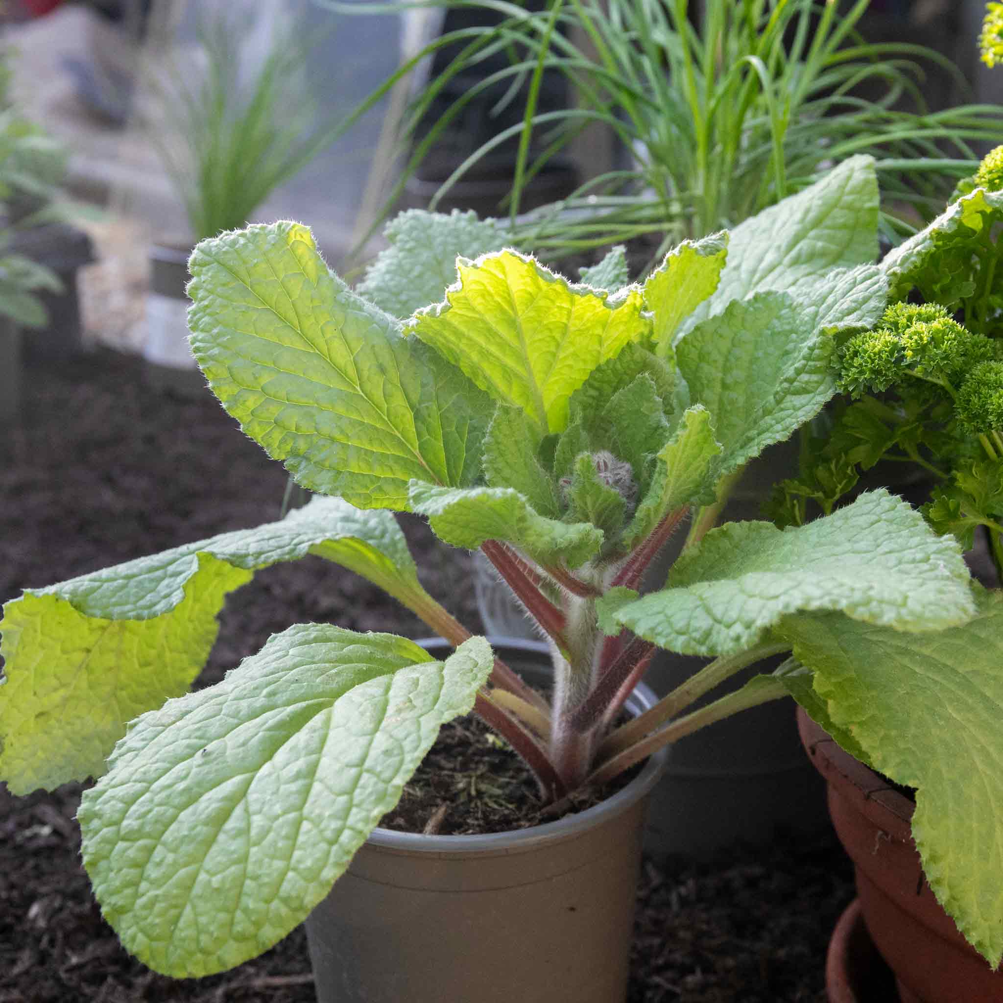 Borage Plant - Image 5