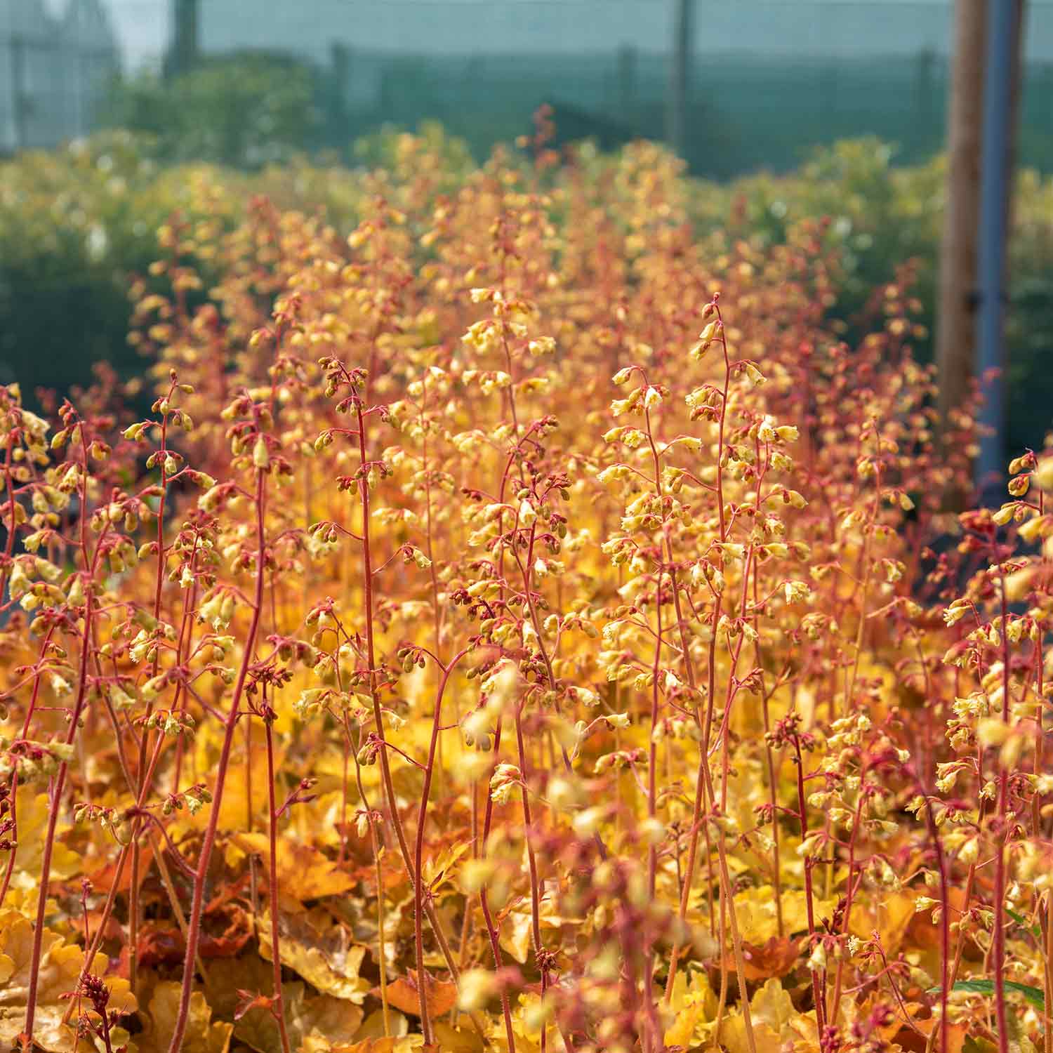Heuchera 'Ginger Ale' - Image 3