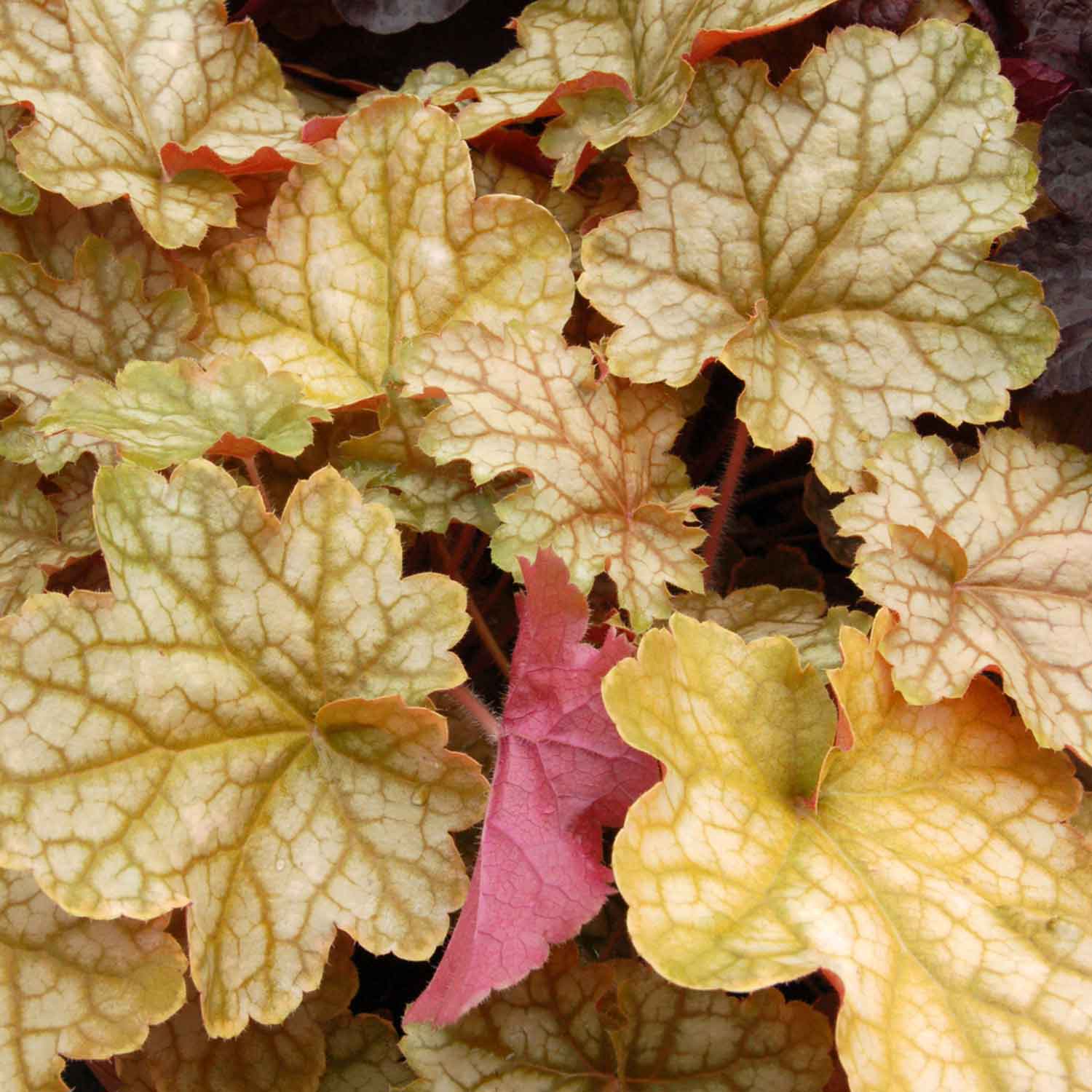 Heuchera 'Ginger Ale' - Image 4