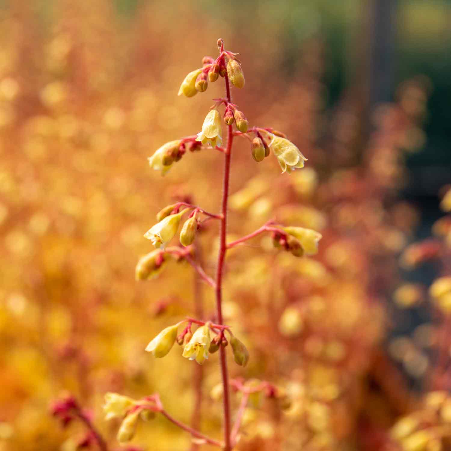 Heuchera 'Ginger Ale' - Image 5