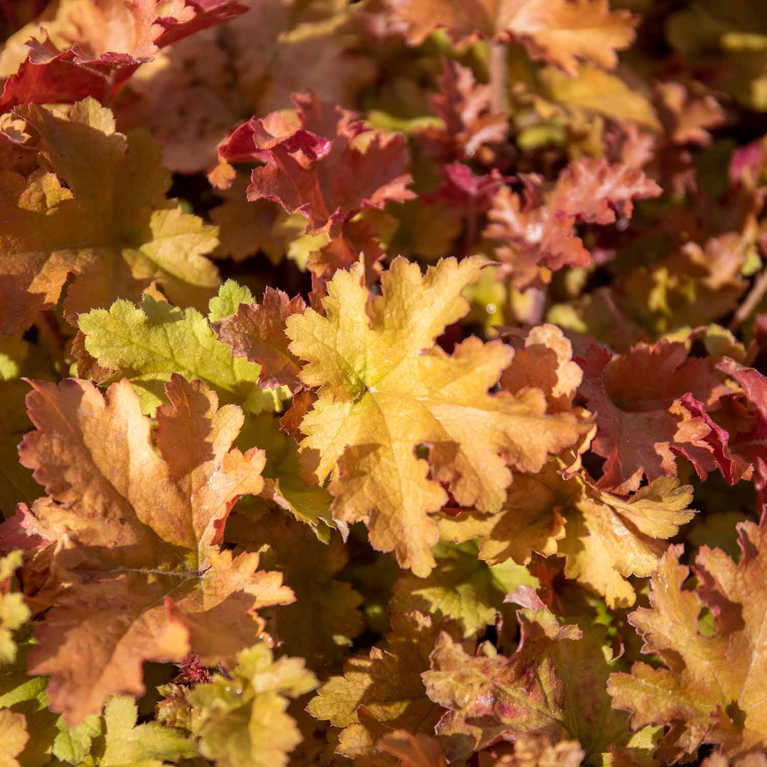 Heuchera Plant ‘Marmalade’ - Image 5