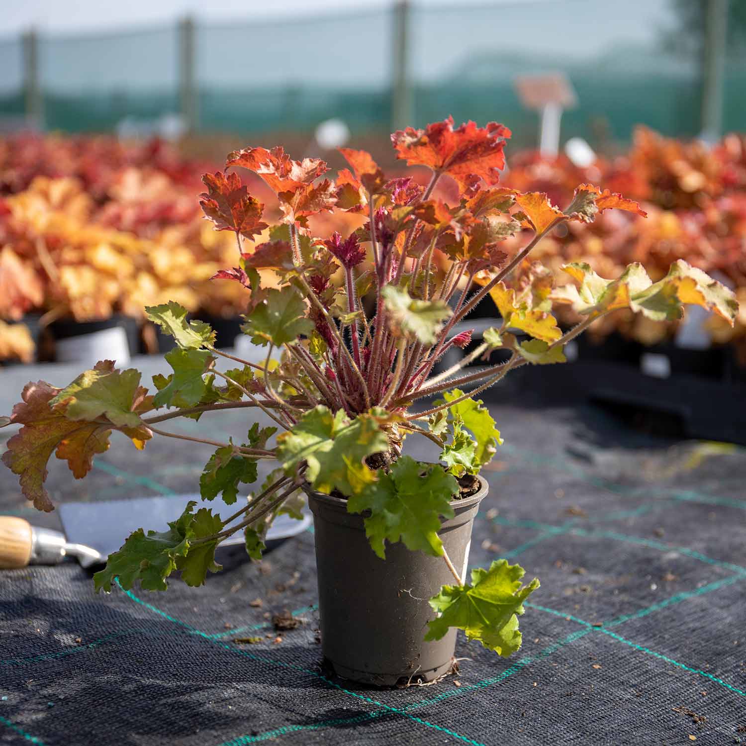 Heuchera Plant ‘Marmalade’ - Image 6
