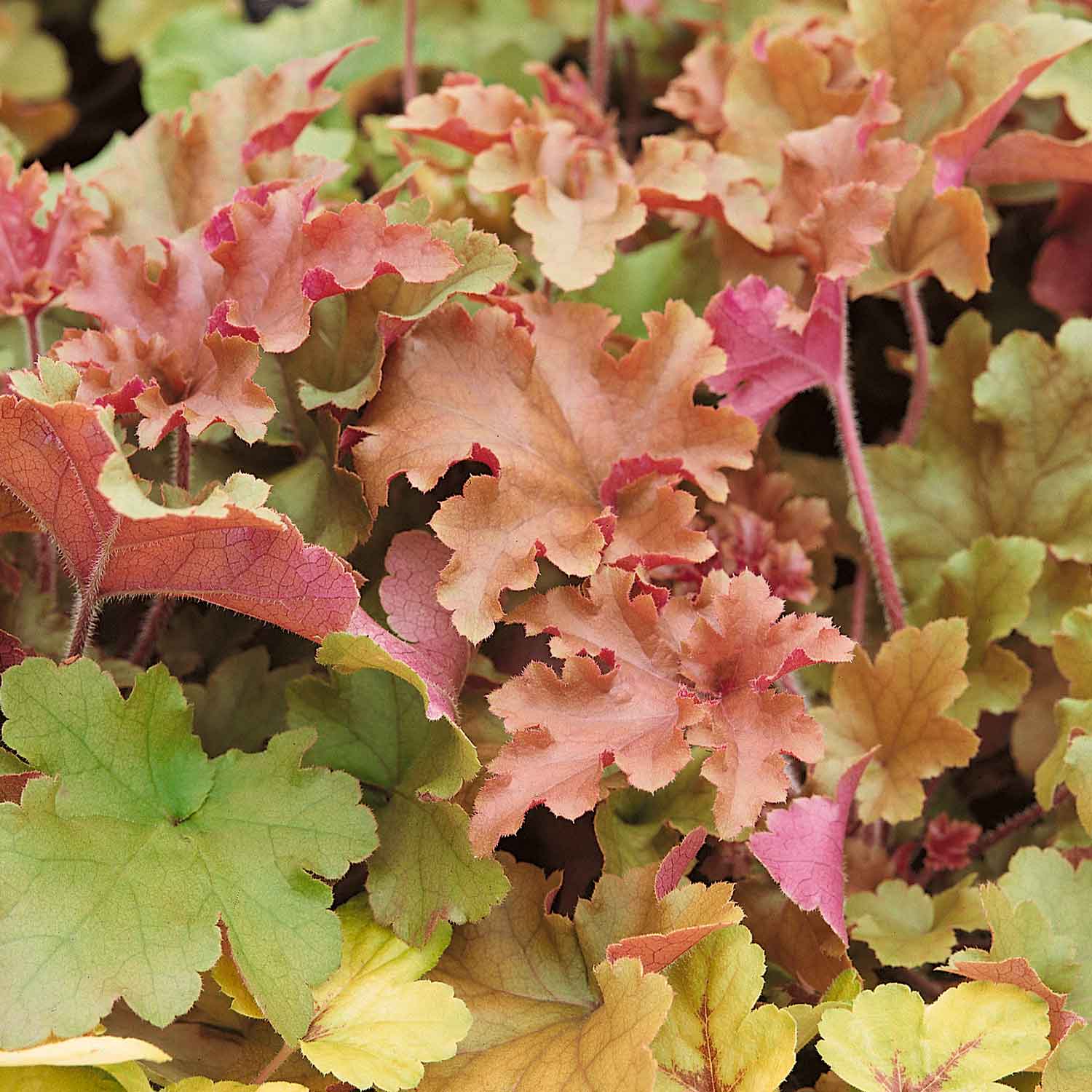 Heuchera ‘Marmalade’ - Image 4