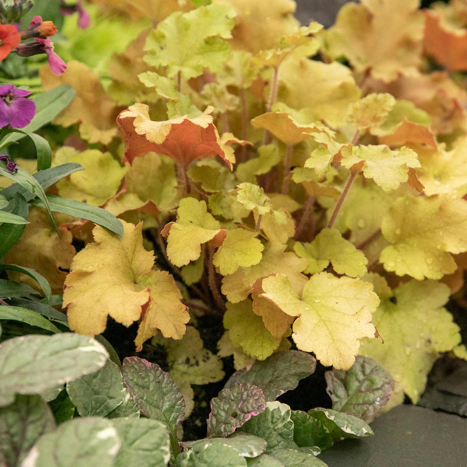 Heuchera ‘Marmalade’ - Image 7