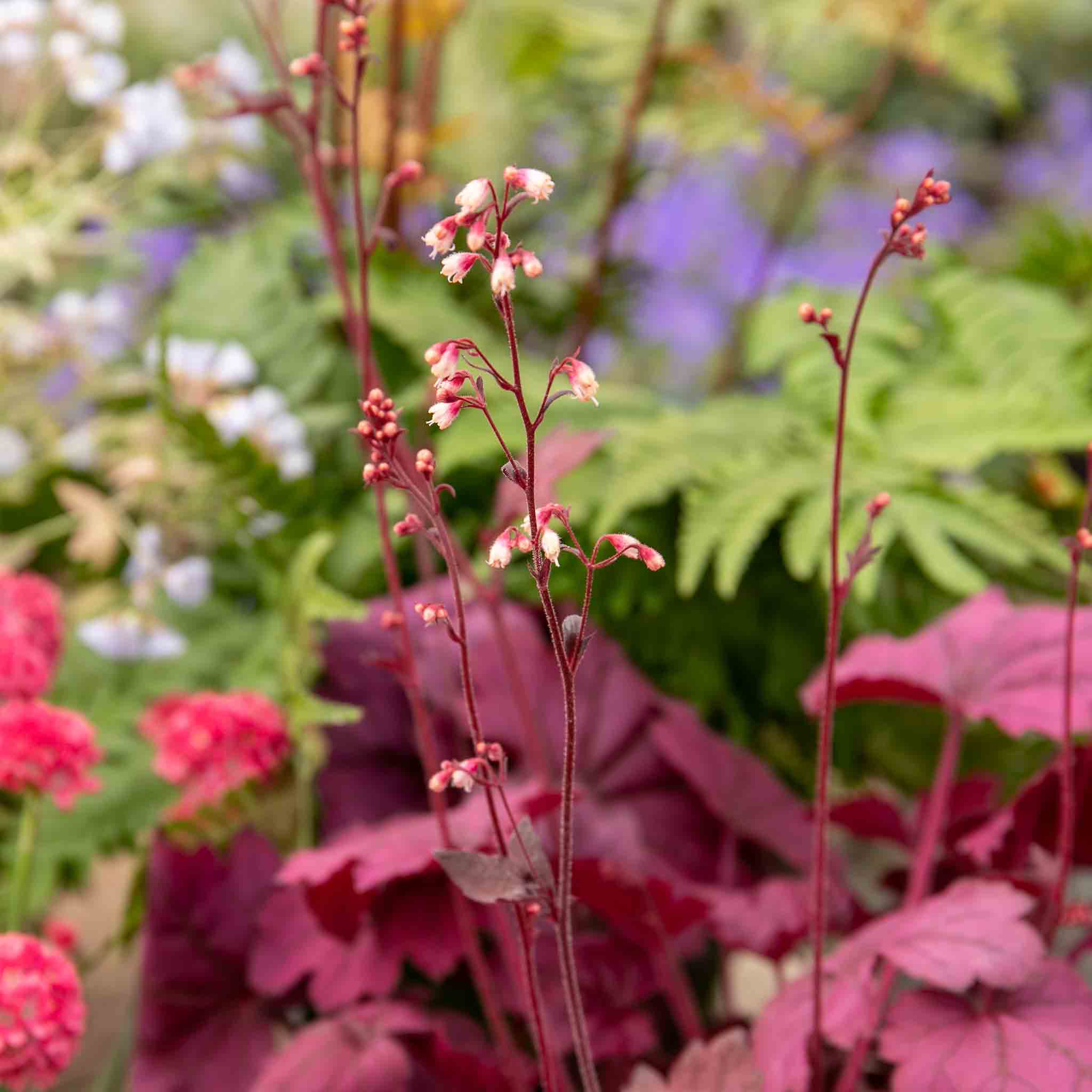 Heuchera 'Wild Rose' - Image 9
