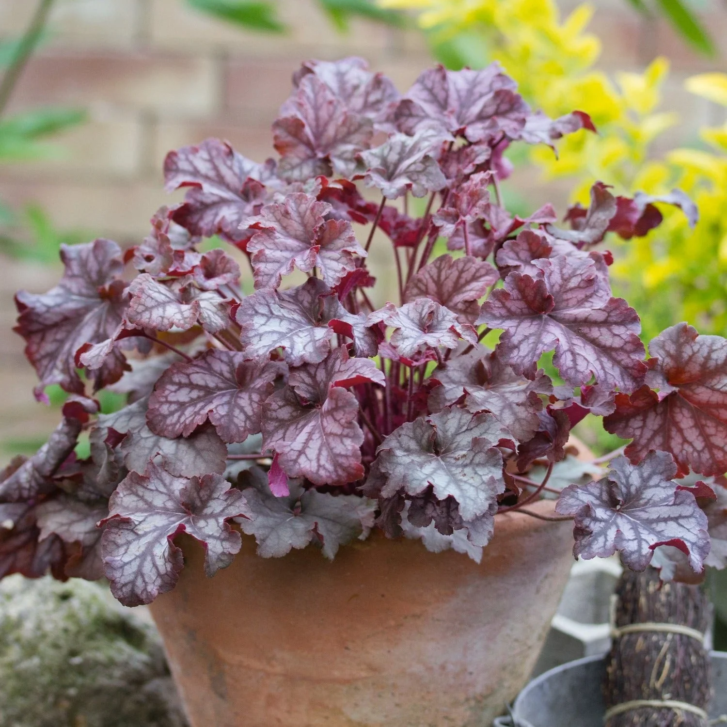 Heuchera 'Silver Scrolls' - Image 3