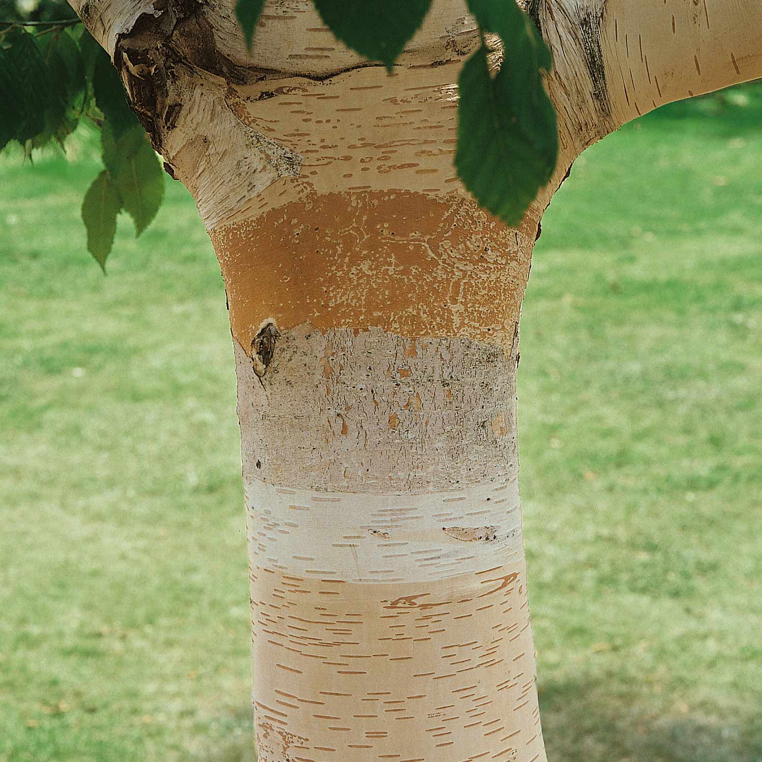Himalayan Birch Tree - Image 2