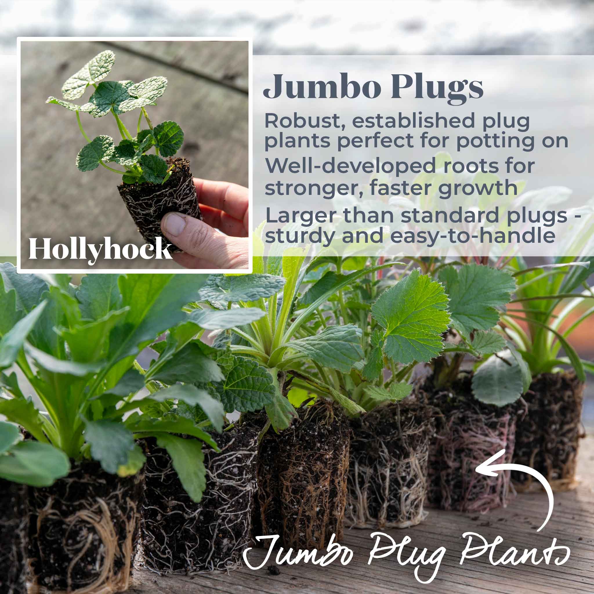 Hollyhock 'Chater's Double Mixed' - Image 3