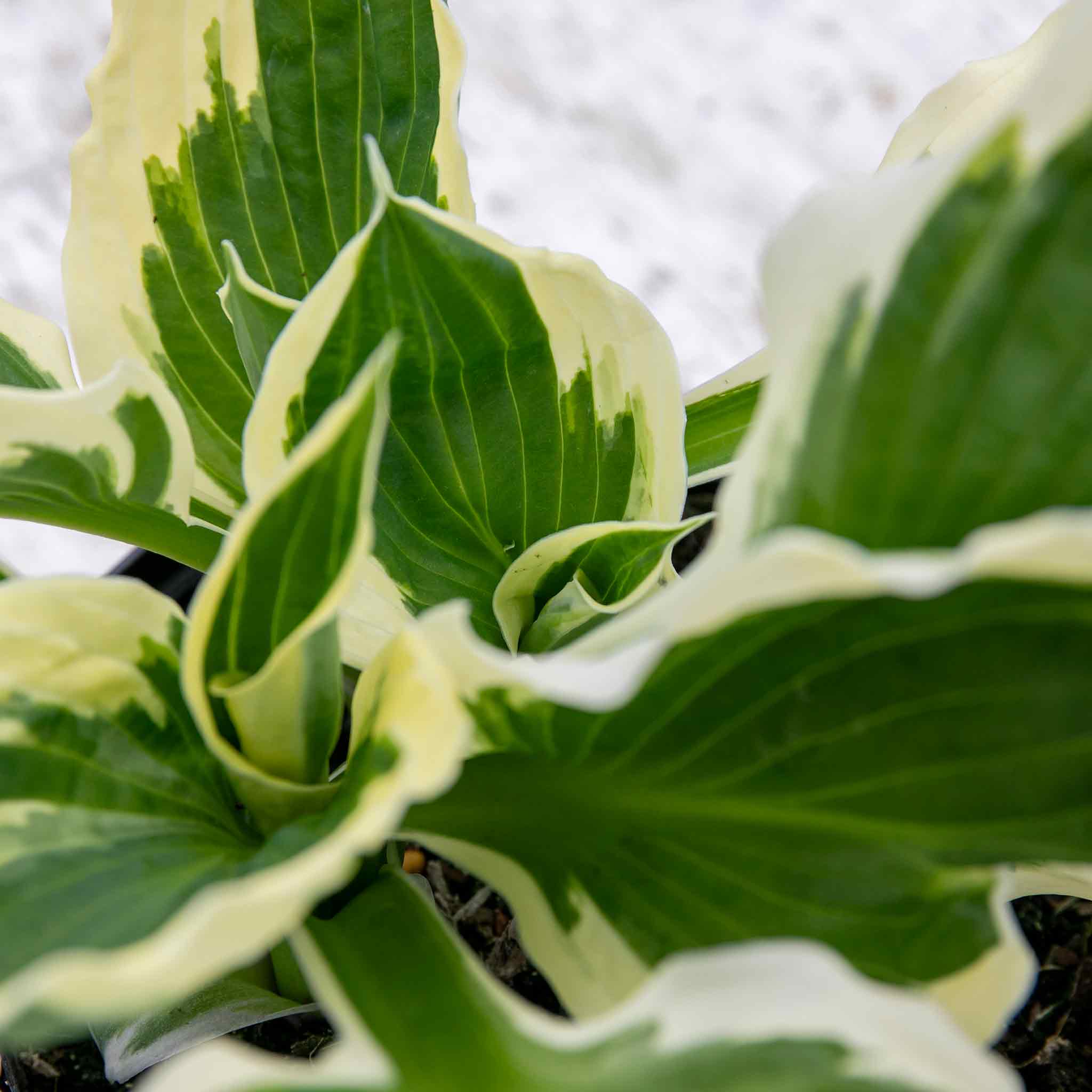 Hosta 'Patriot' - Image 8