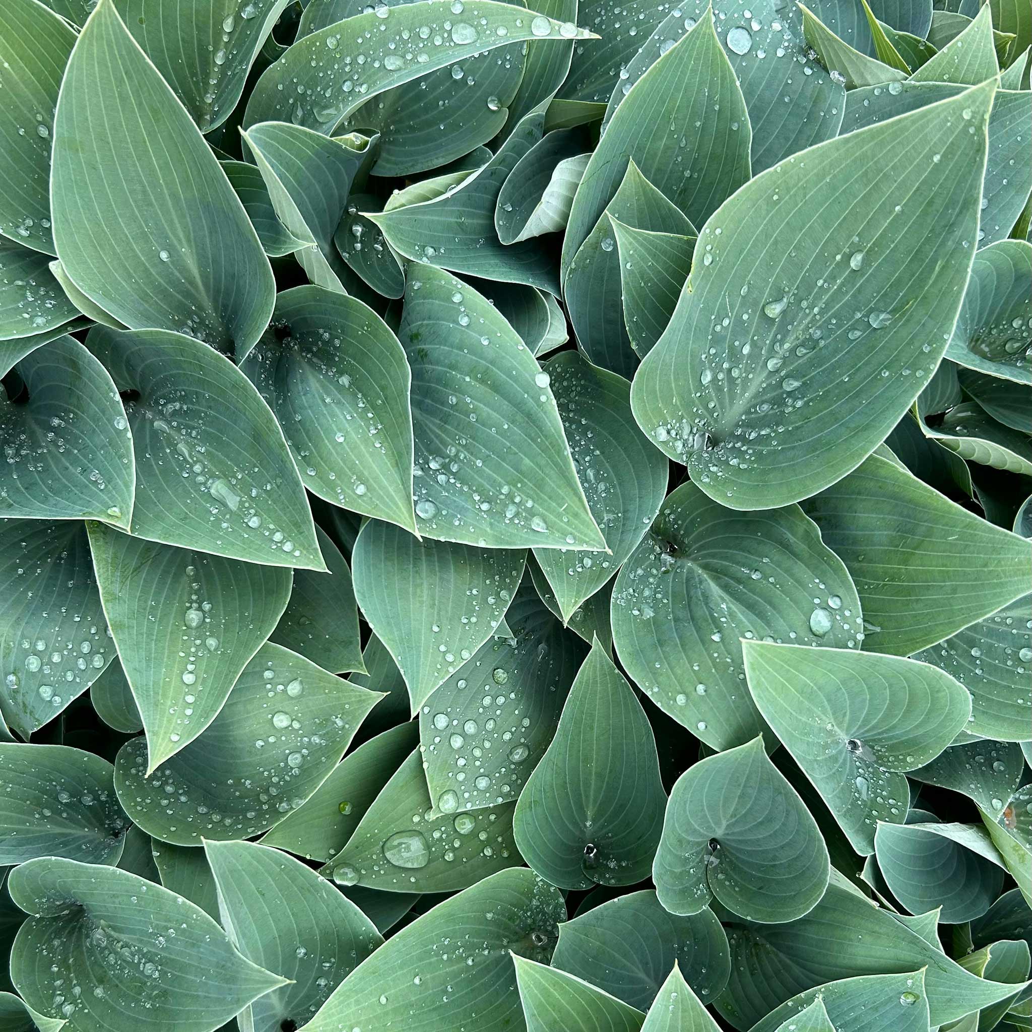 Hosta Slug Resistant Collection - Image 2