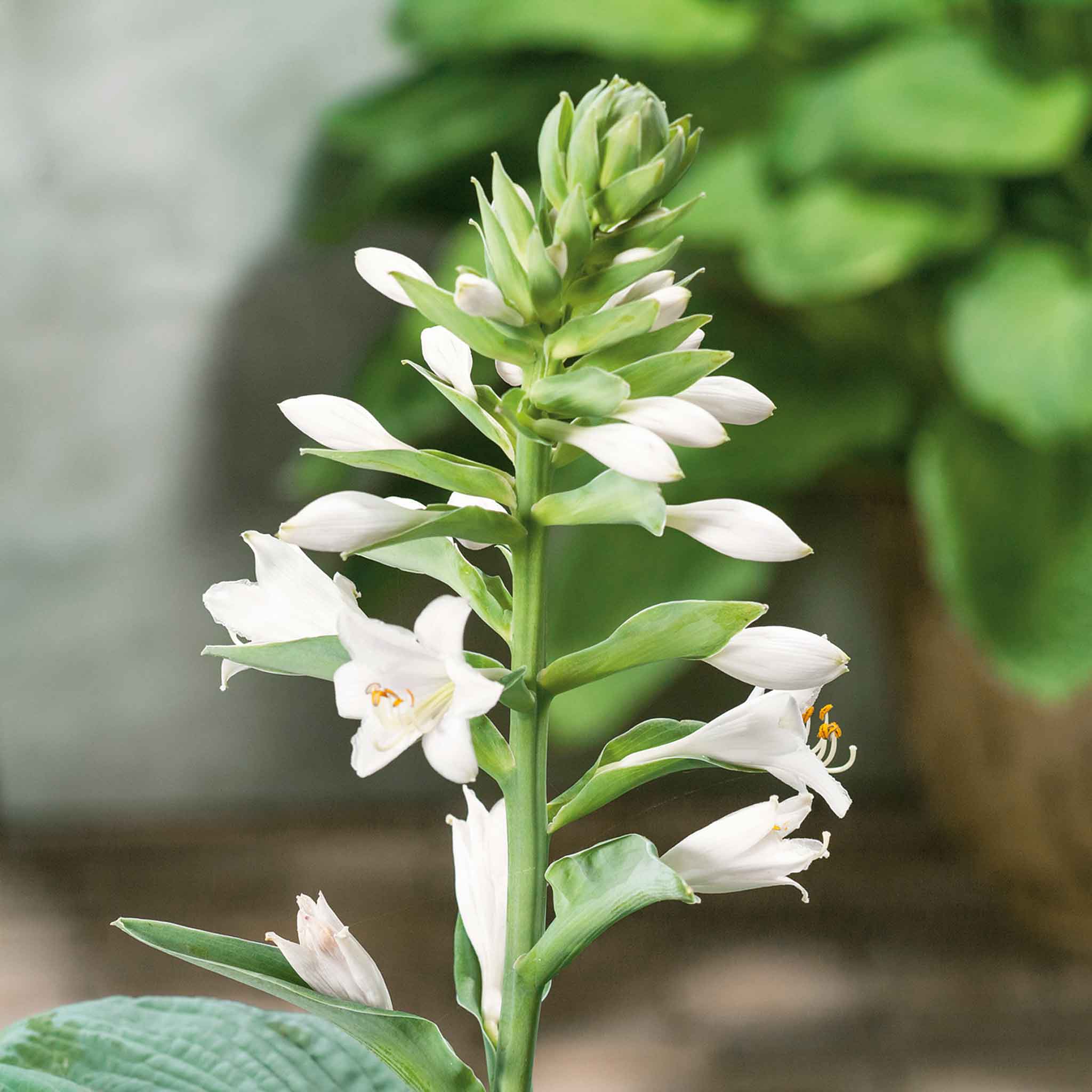 Hosta Slug Resistant Collection - Image 8