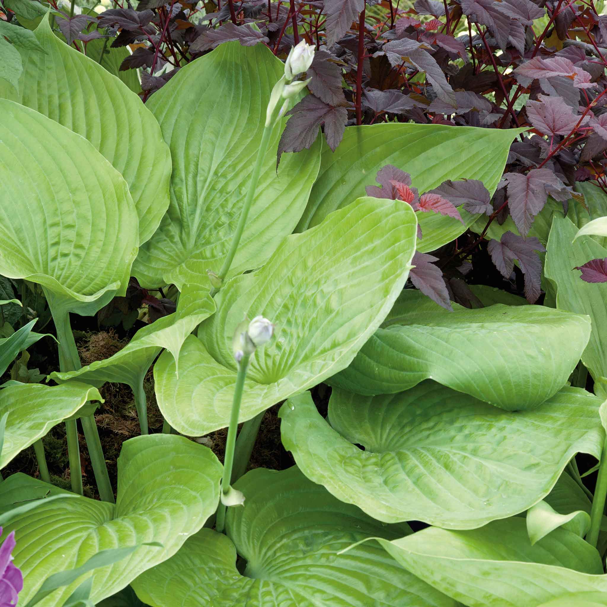 Hosta Slug Resistant Collection - Image 9
