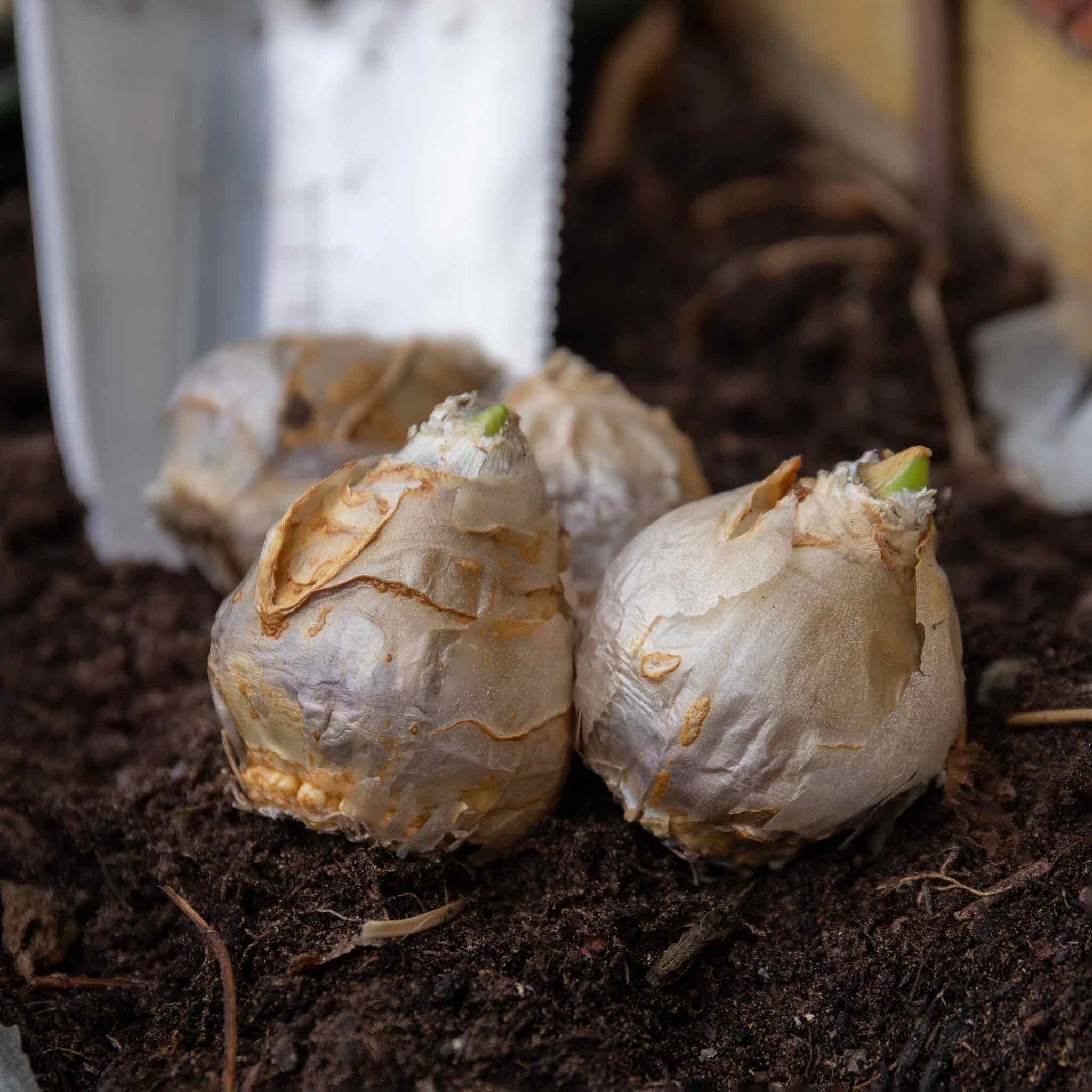 Hyacinths Bulbs 'Mixed Collection' - Image 3
