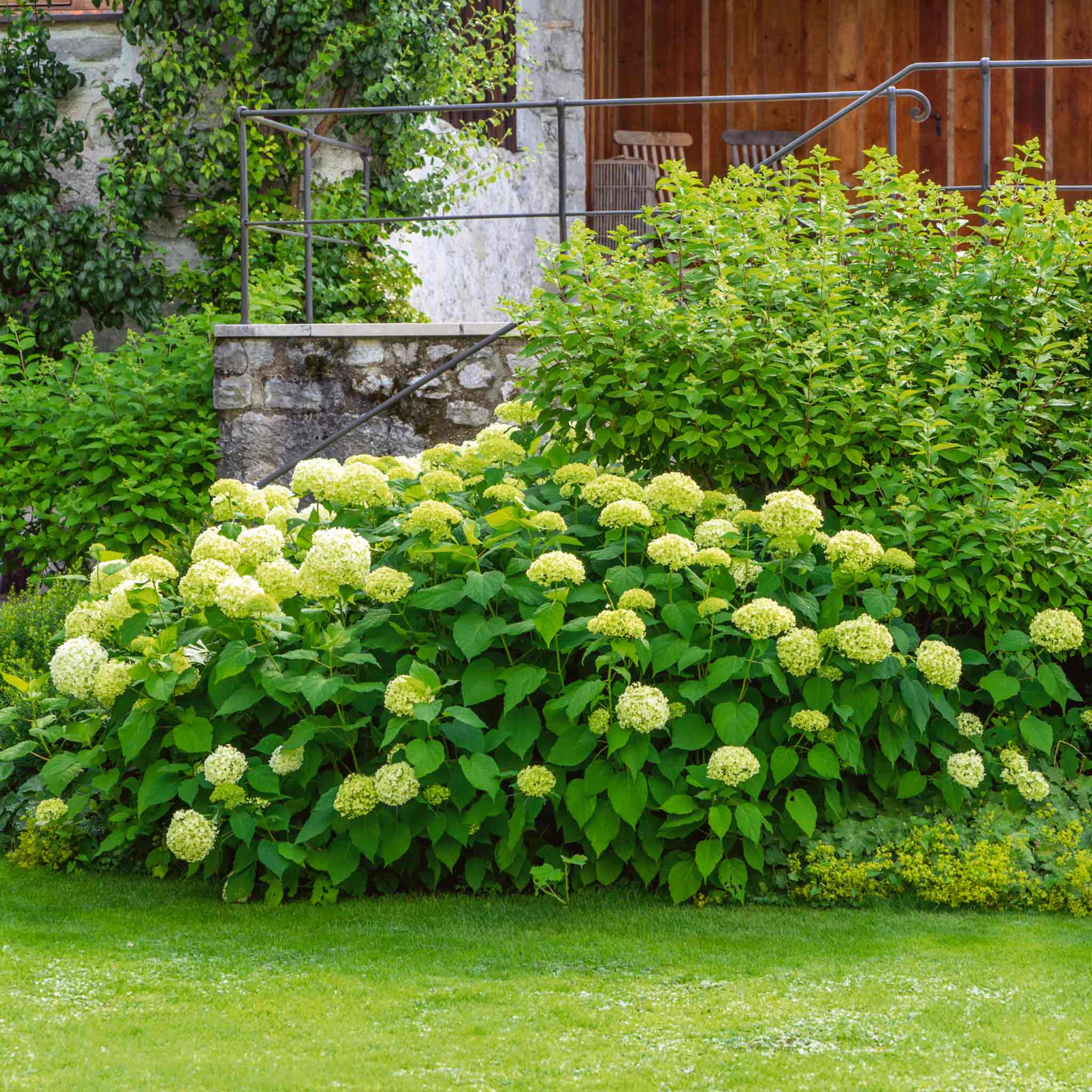 Hydrangea 'Annabelle' - Image 6