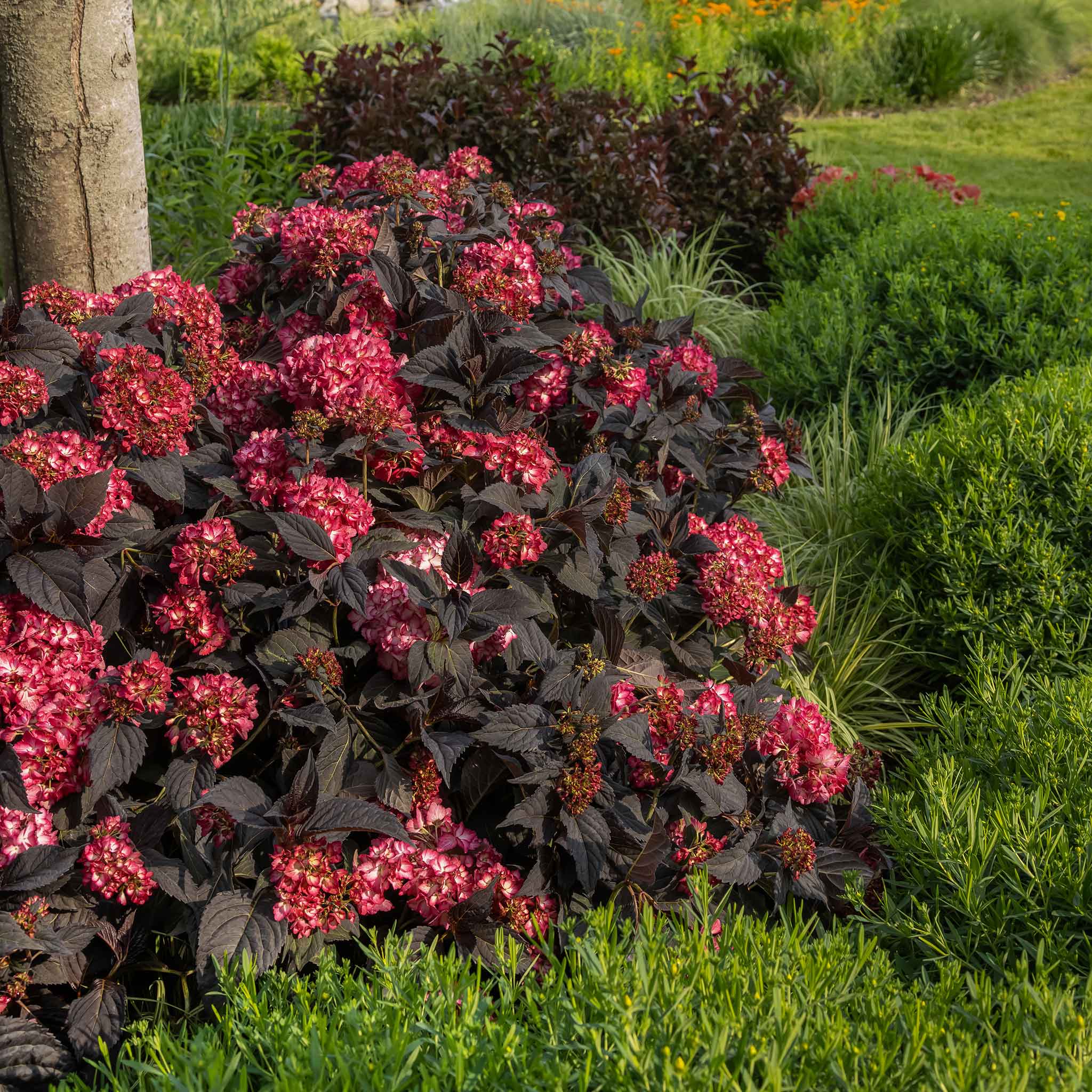 Hydrangea 'Eclipse First Edition' - Image 3