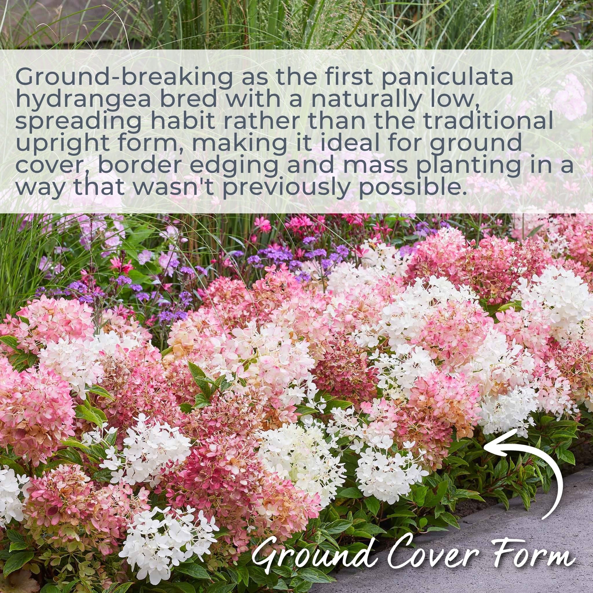 Hydrangea 'Groundbreaker Blush' - Image 2