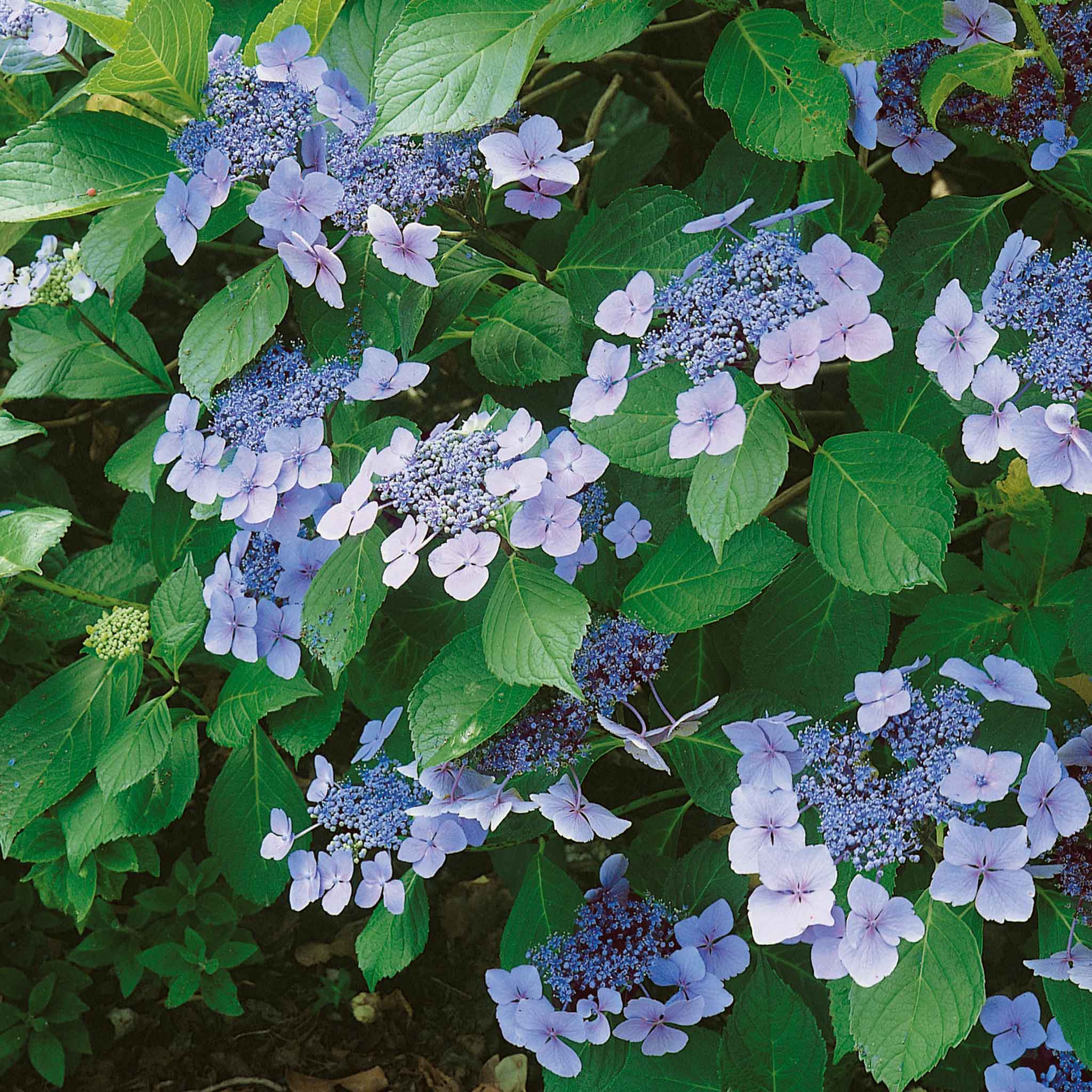 Hydrangea macrophylla 'Mariesii Perfecta' - Image 2