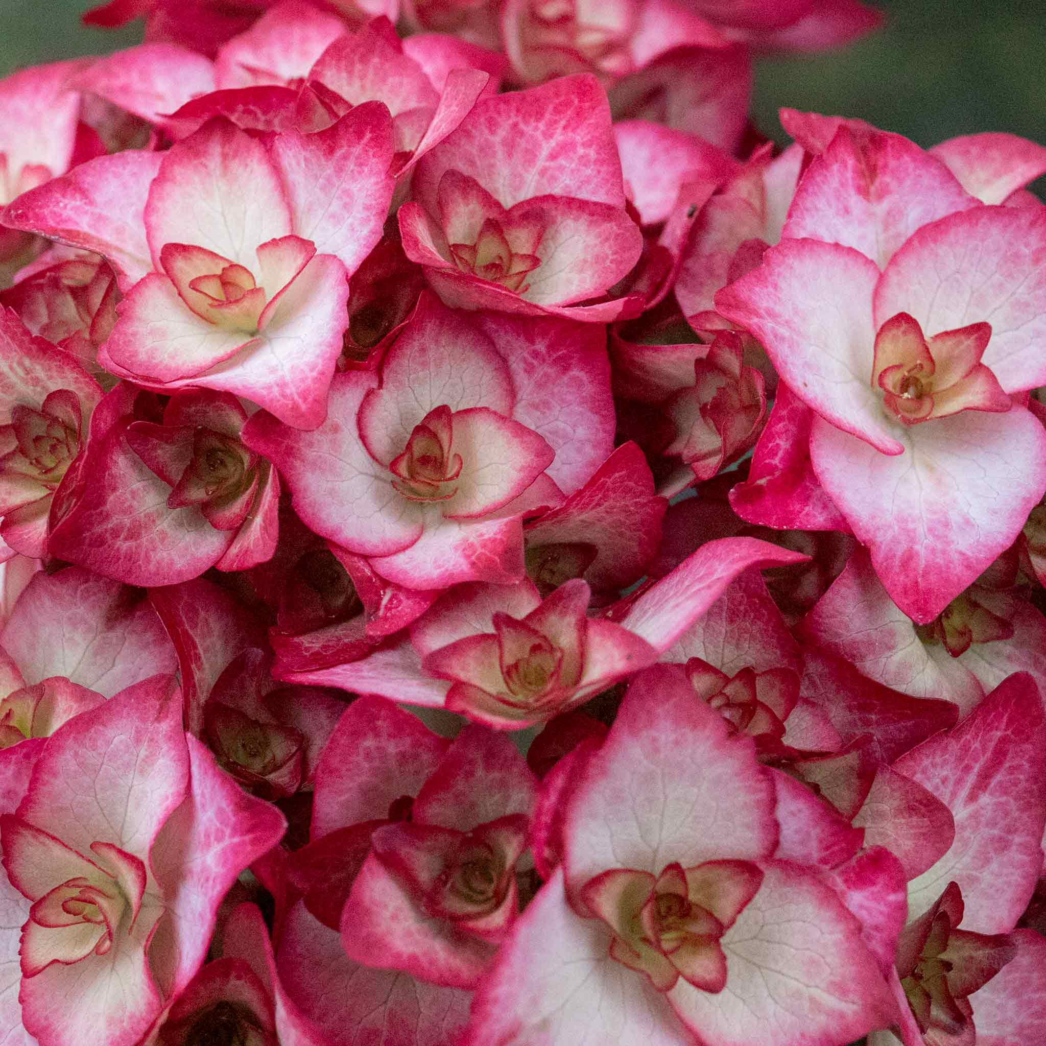 Hydrangea macrophylla 'Miss Saori' - Image 2