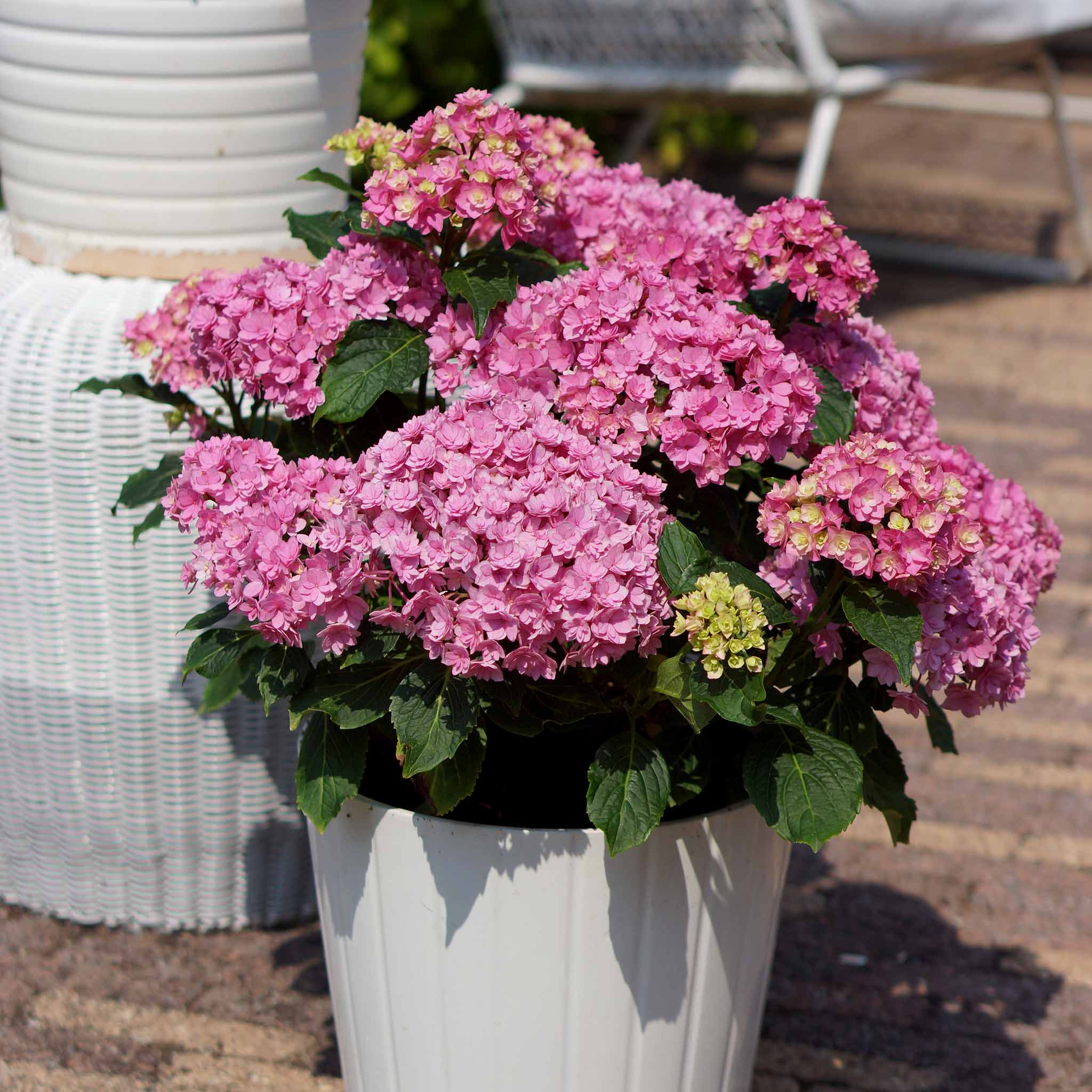 Hydrangea 'Together' - Image 6
