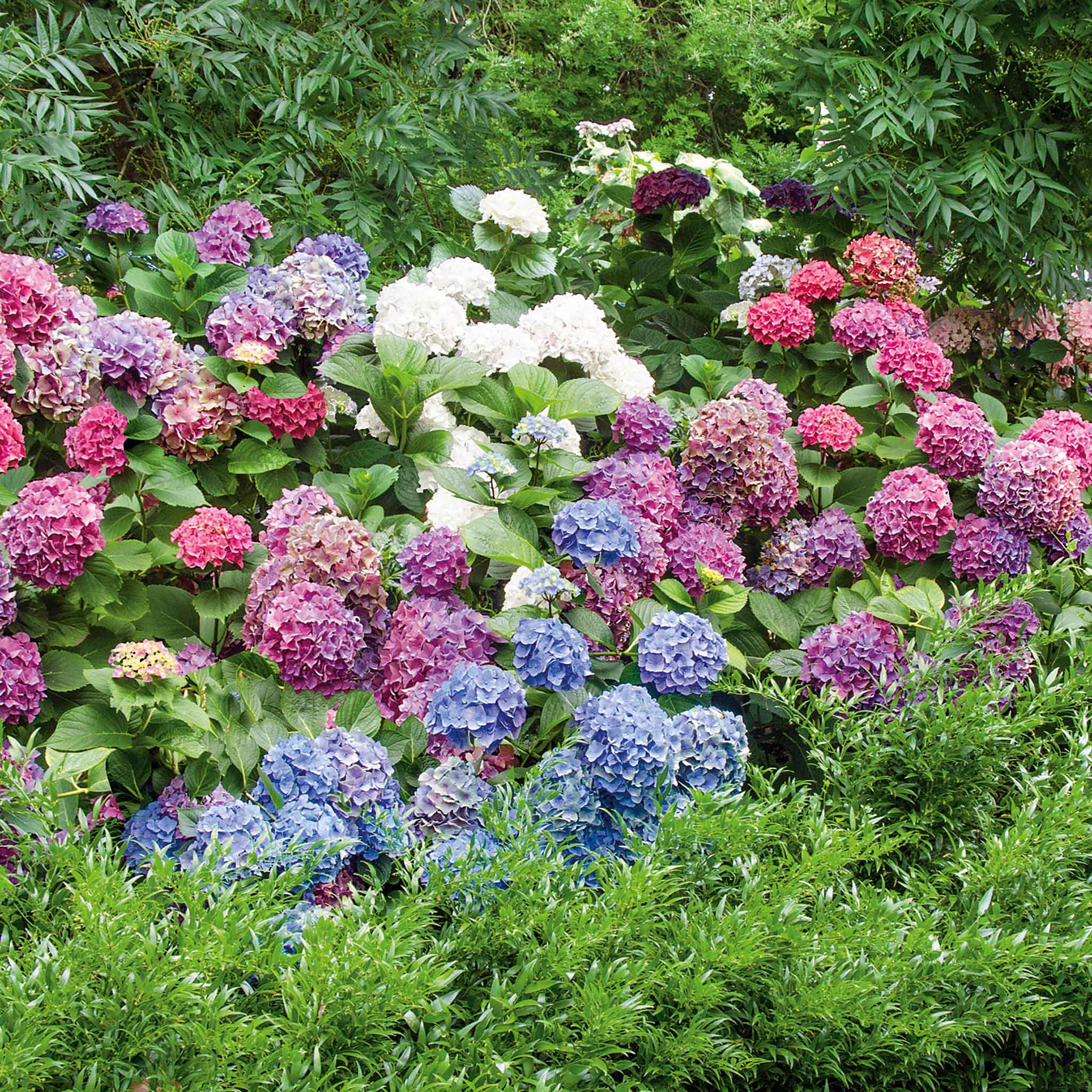Hydrangea 'Mophead' Collection - Image 2