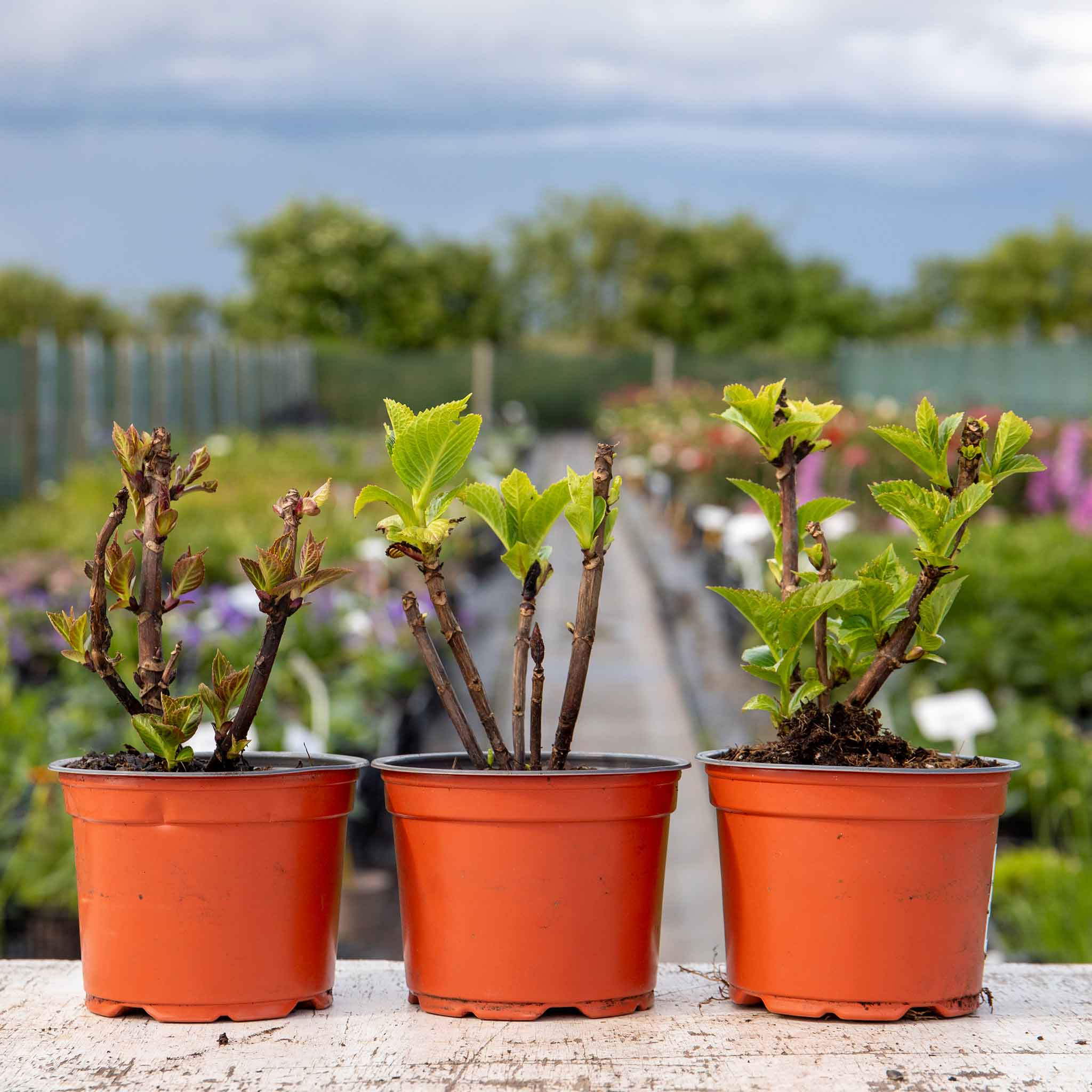 Hydrangea 'Mophead' Collection - Image 5
