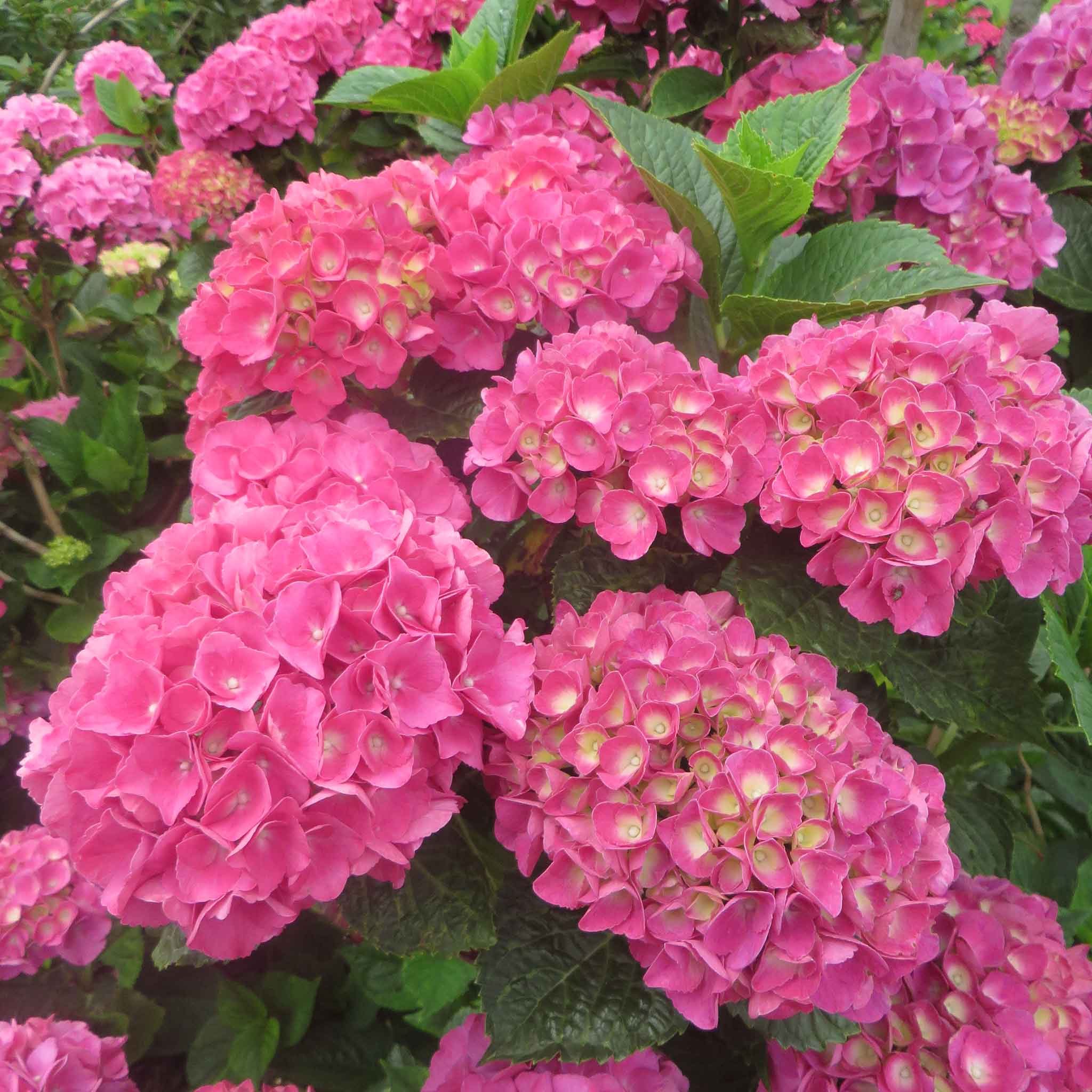 Hydrangea 'Mophead' Collection - Image 7