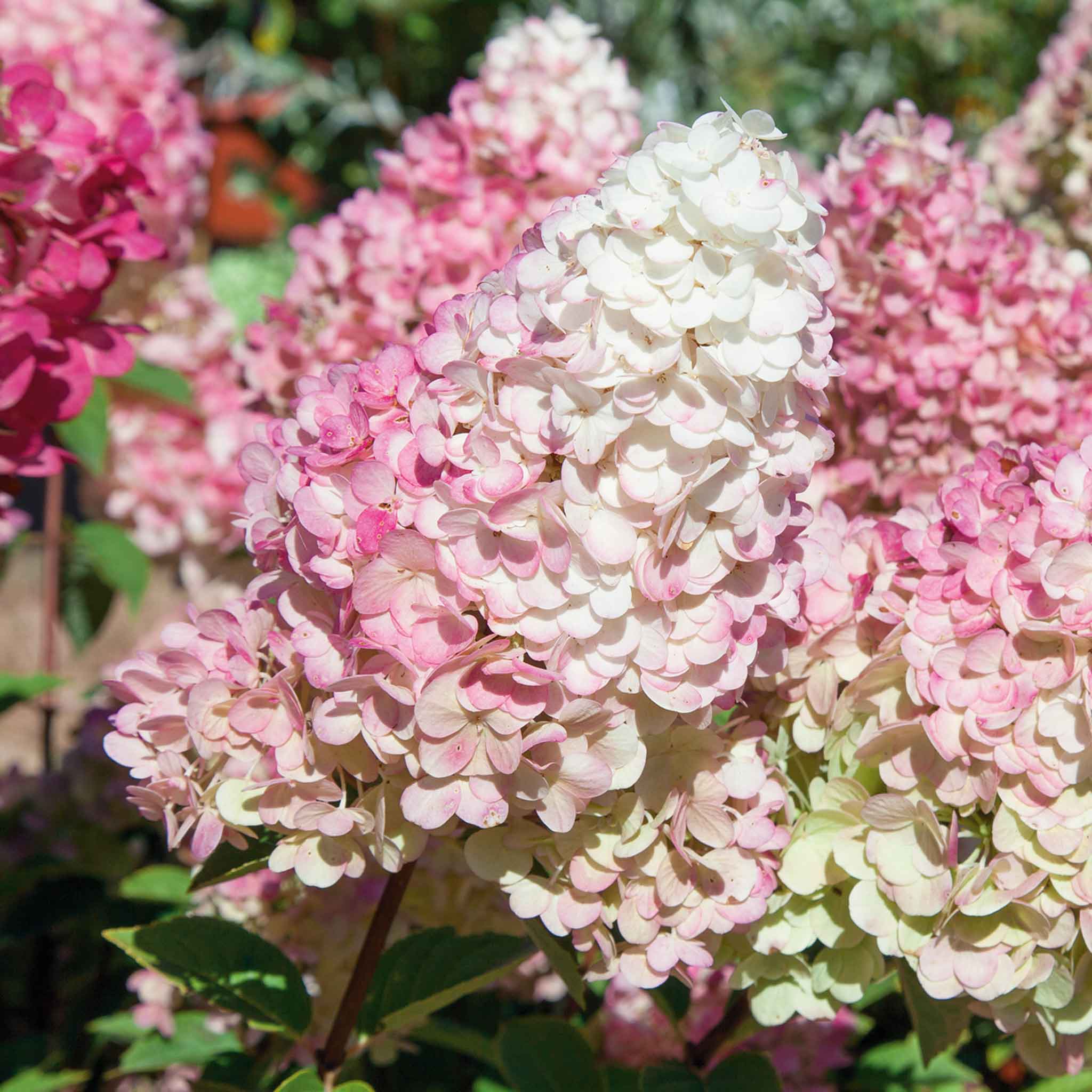 Hydrangea paniculata 'Sundae Fraise' - Image 2