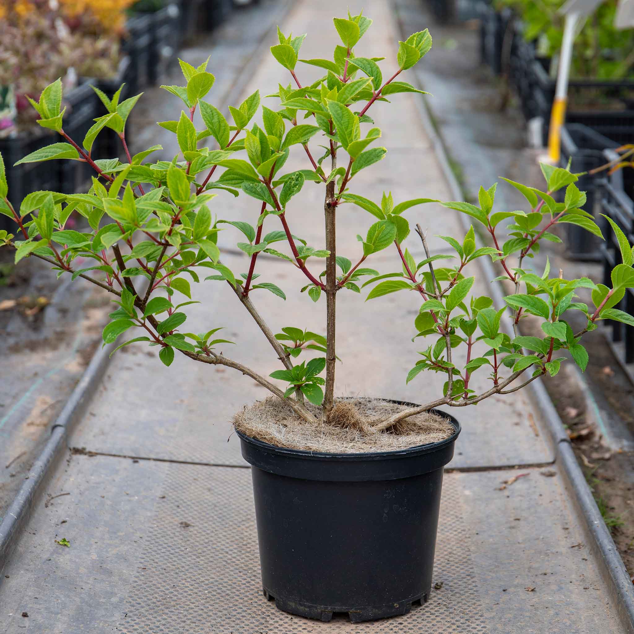 Hydrangea paniculata 'Sundae Fraise' - Image 8