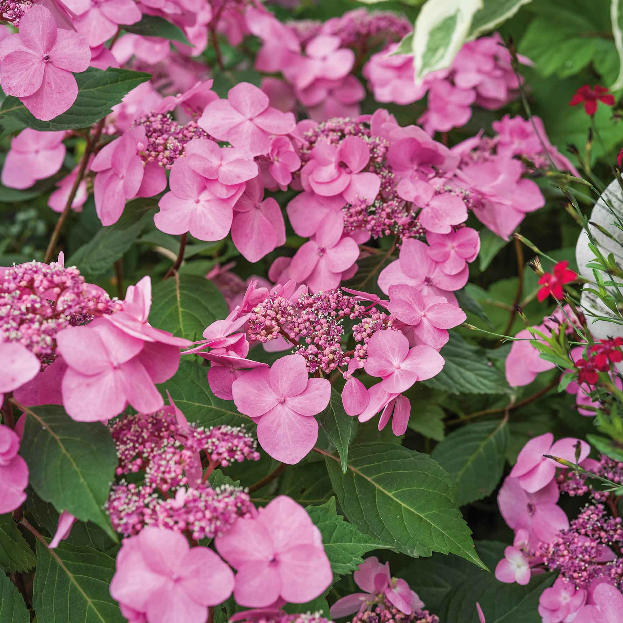 Hydrangea 'Pink Mophead' - Image 2