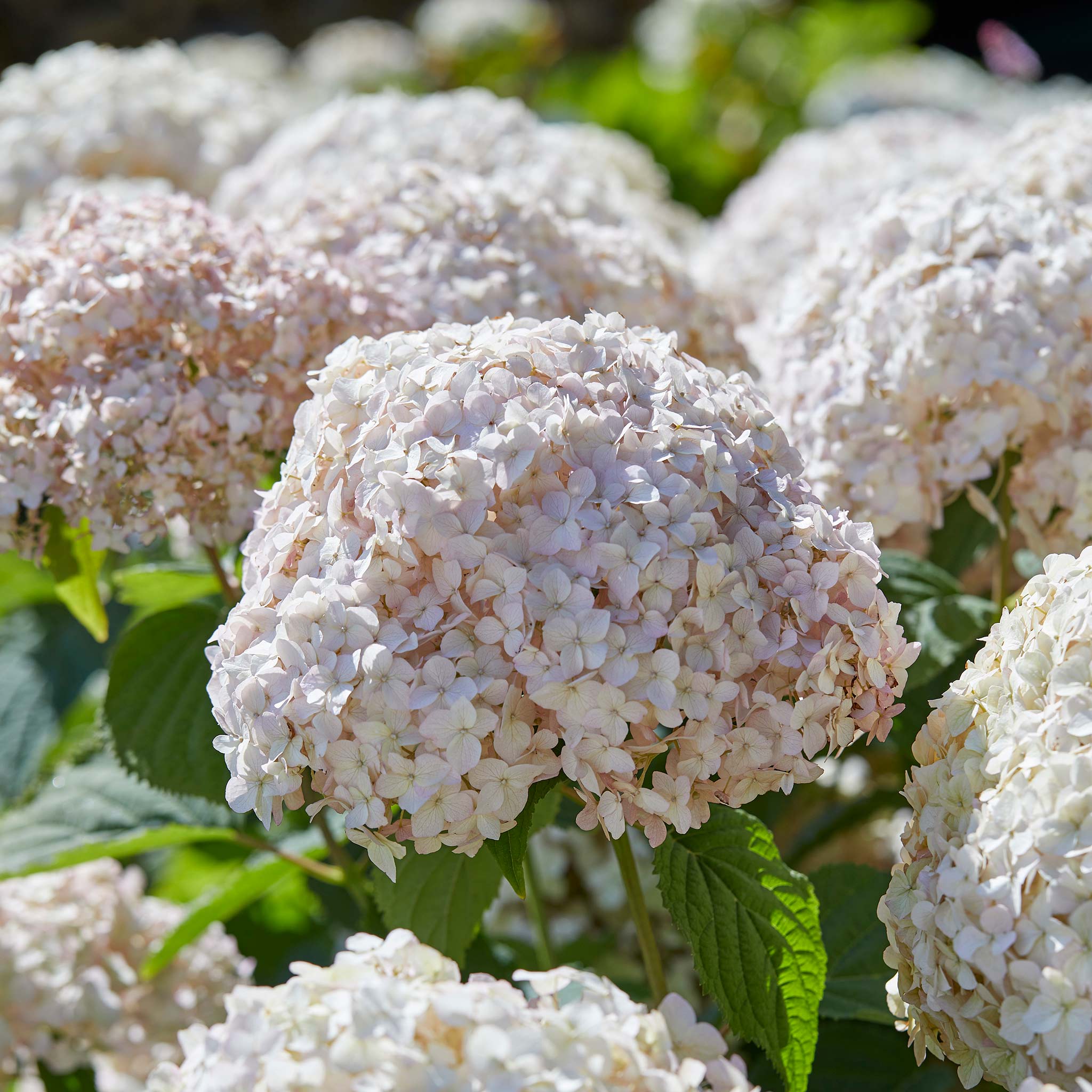 Hydrangea arb. 'Candybelle® Marshmallow' - Image 2