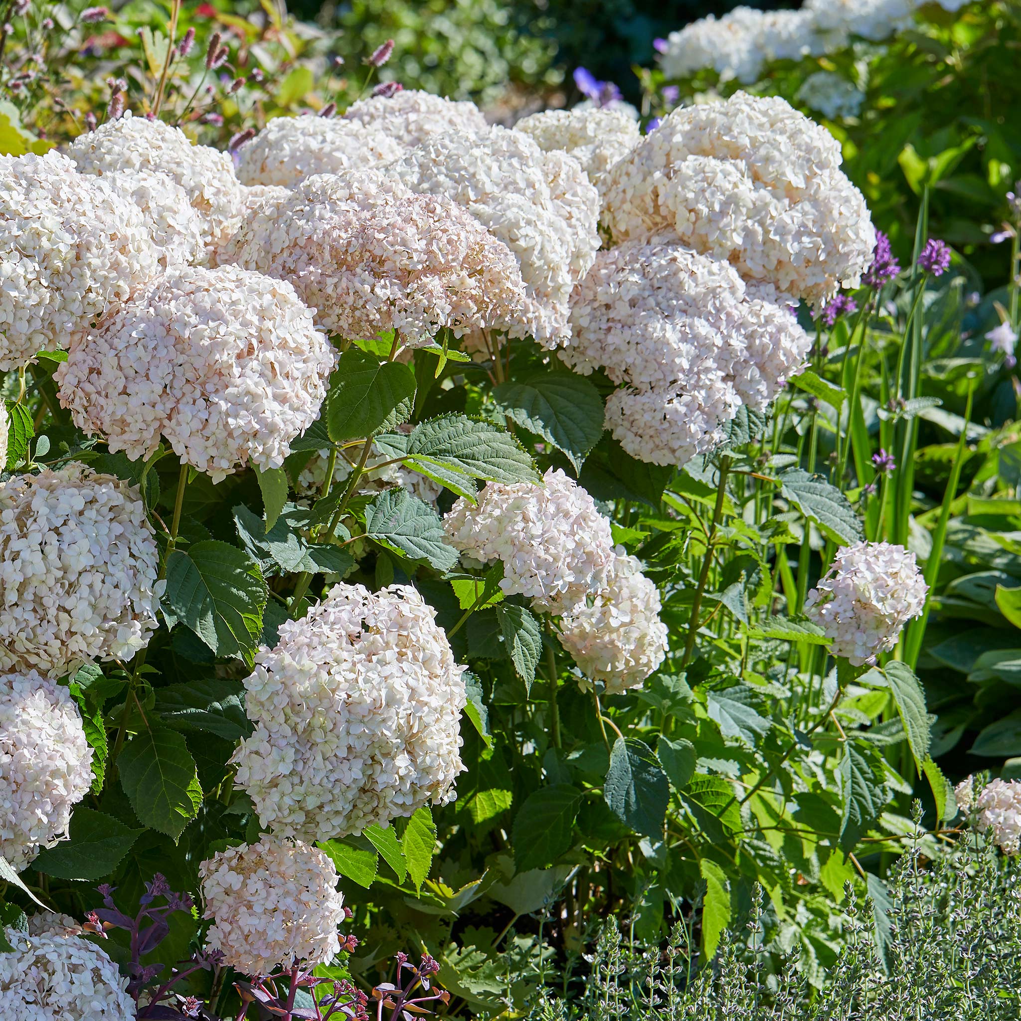 Hydrangea arb. 'Candybelle® Marshmallow' - Image 3