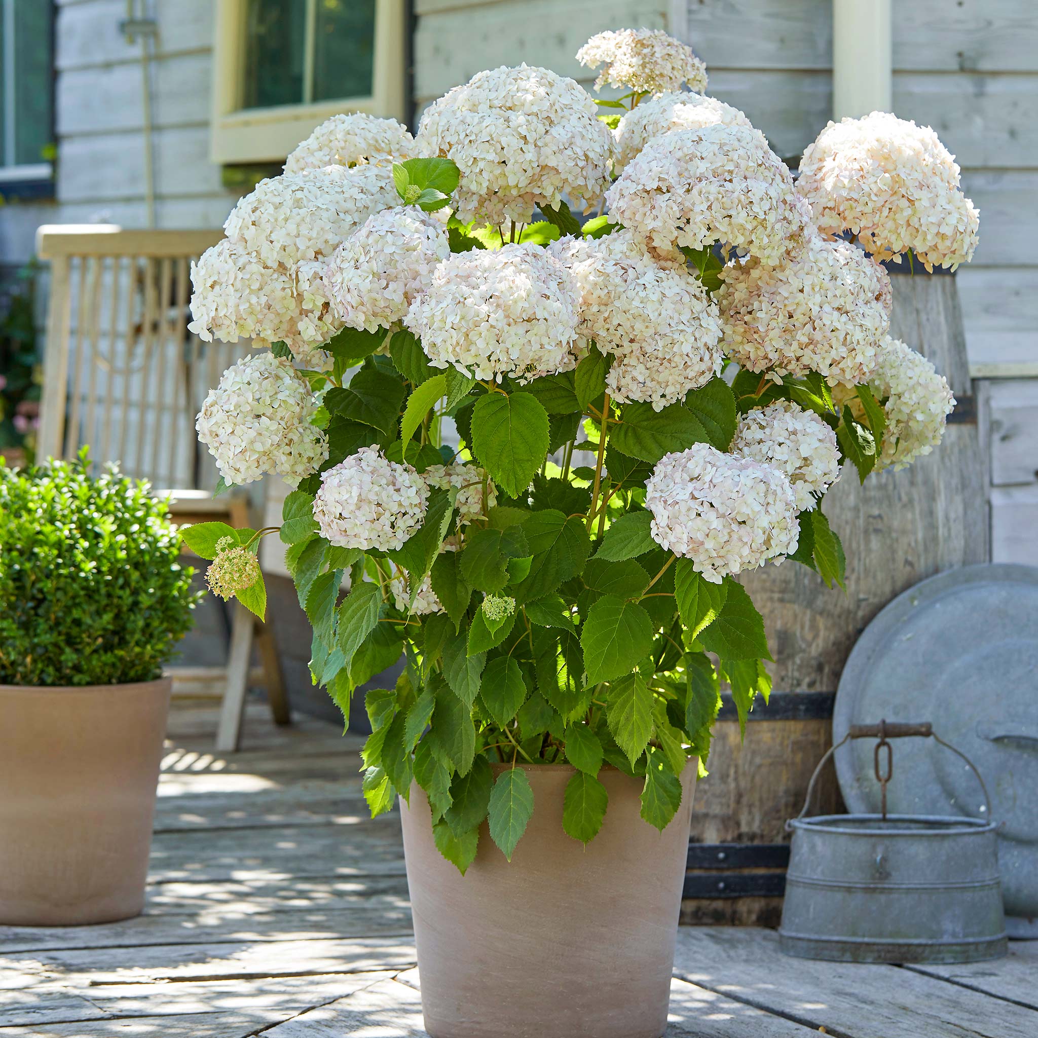 Hydrangea arb. 'Candybelle® Marshmallow' - Image 4