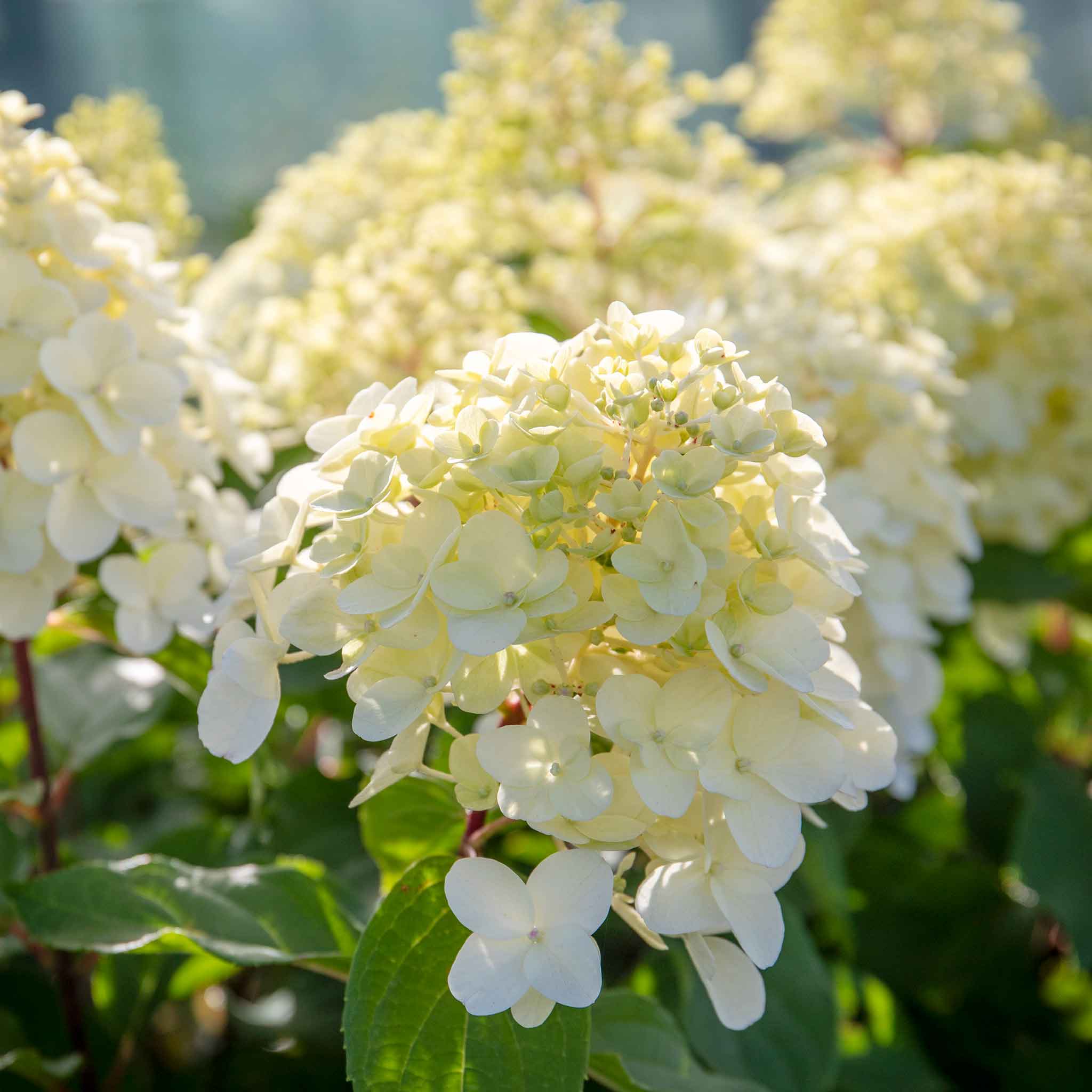 Hydrangea 'Hercules' - Image 2