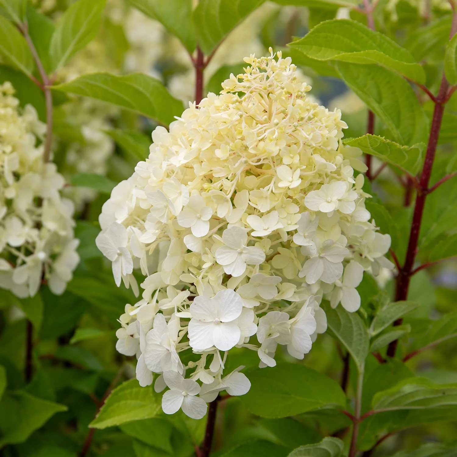 Hydrangea 'Hercules' - Image 3